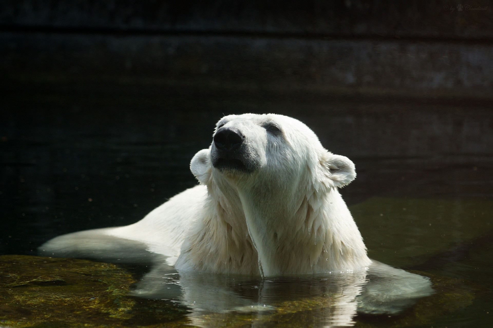 depredador oso baño agua polar blanco