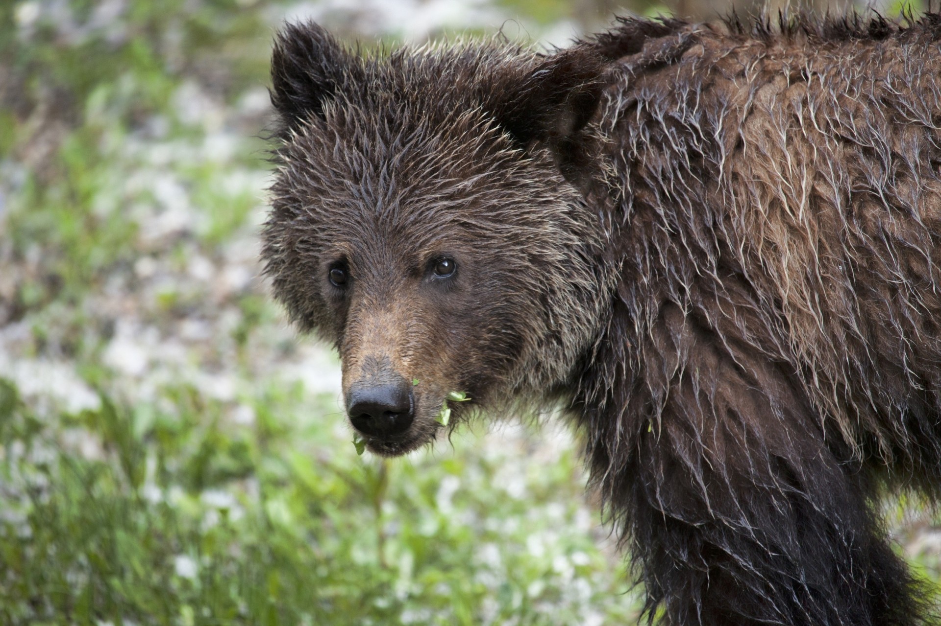 oso toptygin mojado vista