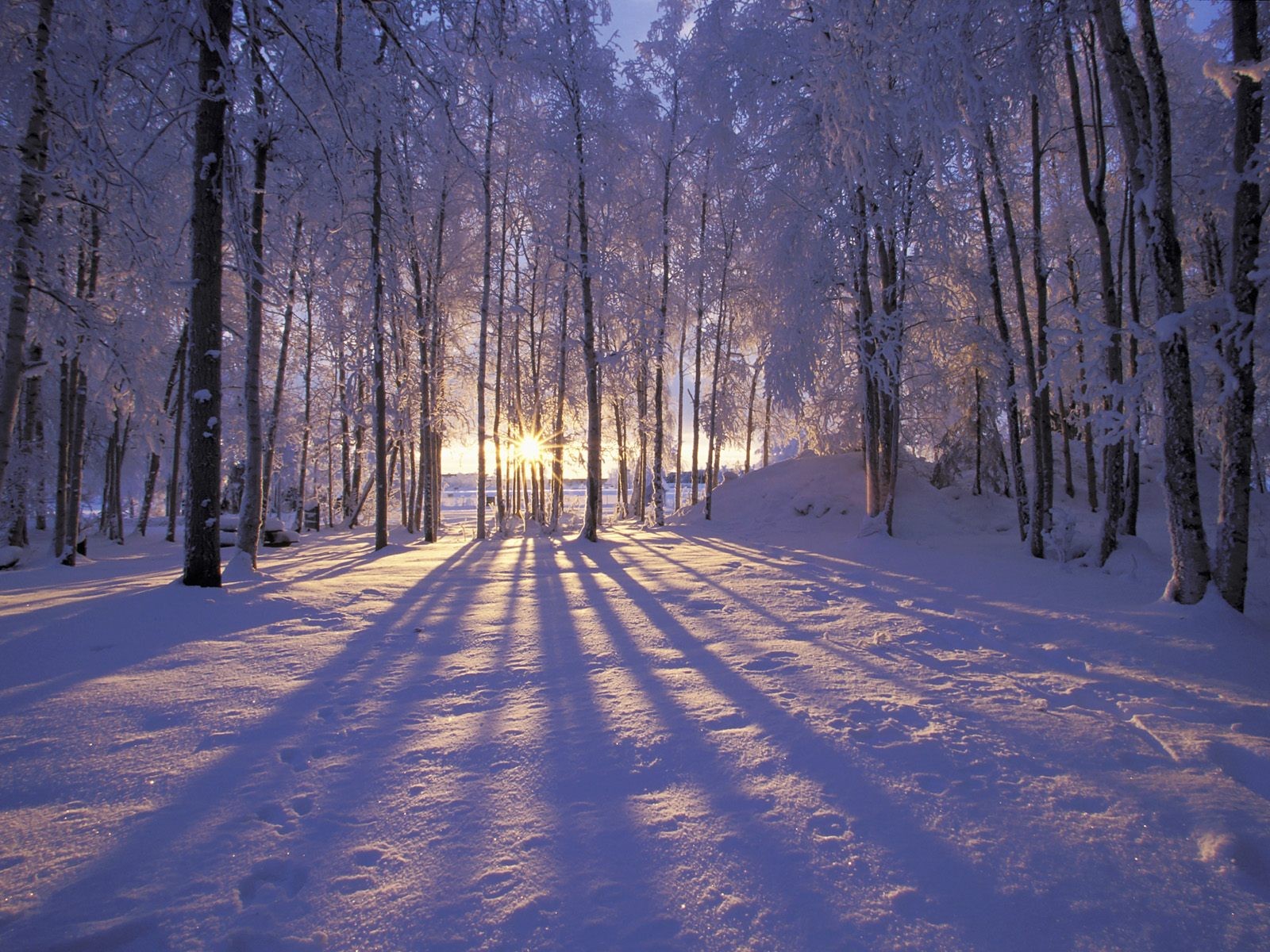 zima las szron śnieg drzewa promienie słońce