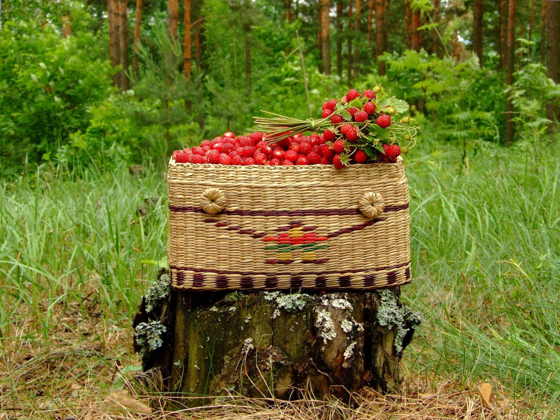 trawberry shopping stump