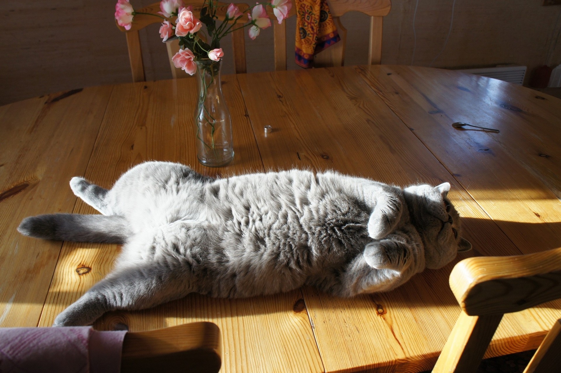 entspannt katze auf dem tisch