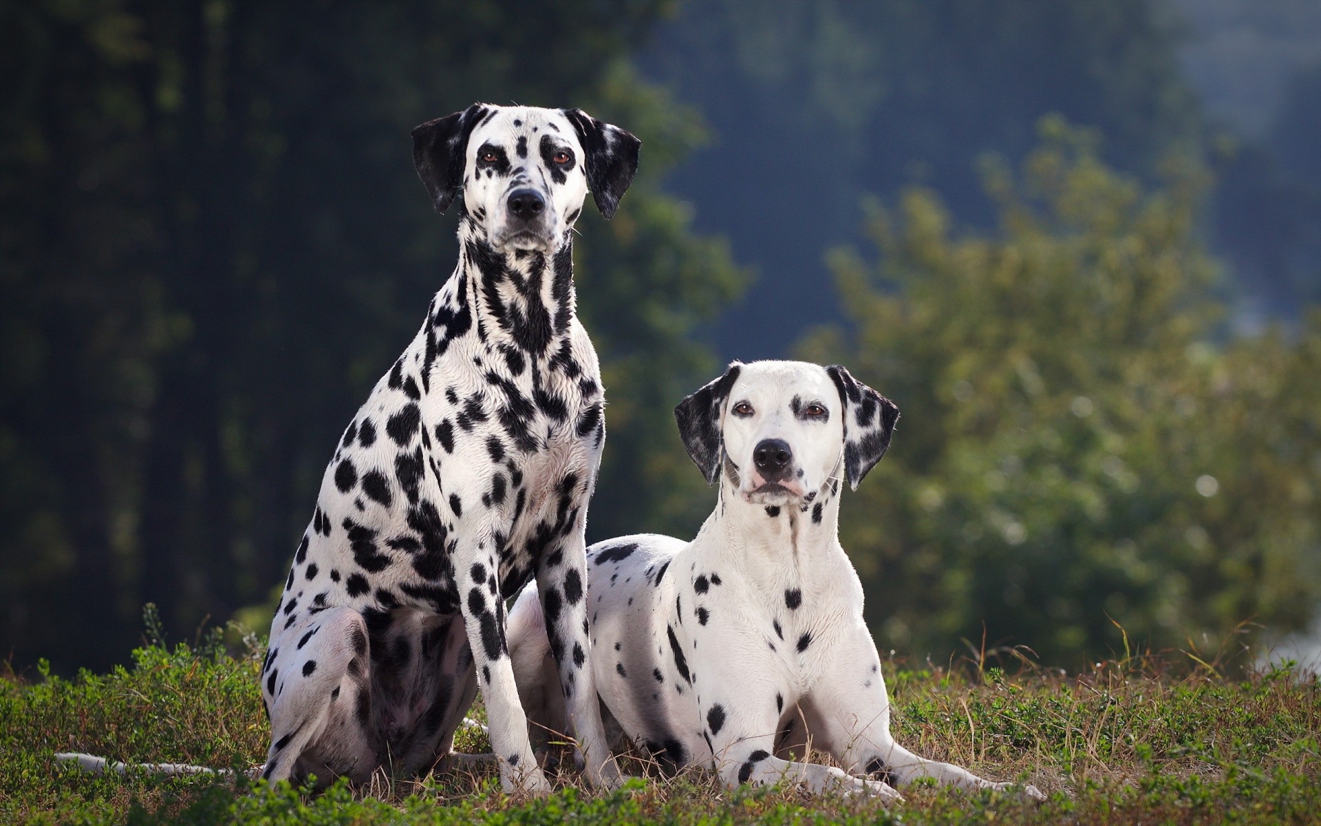 dalmatien chiens en été