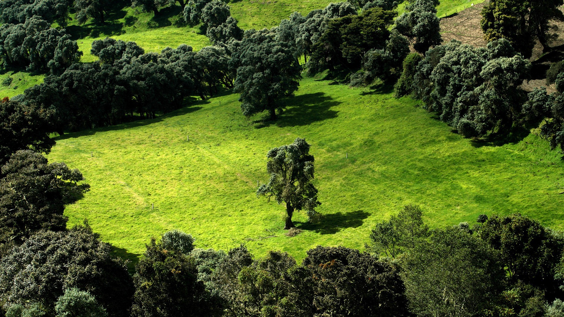 campo árboles vegetación