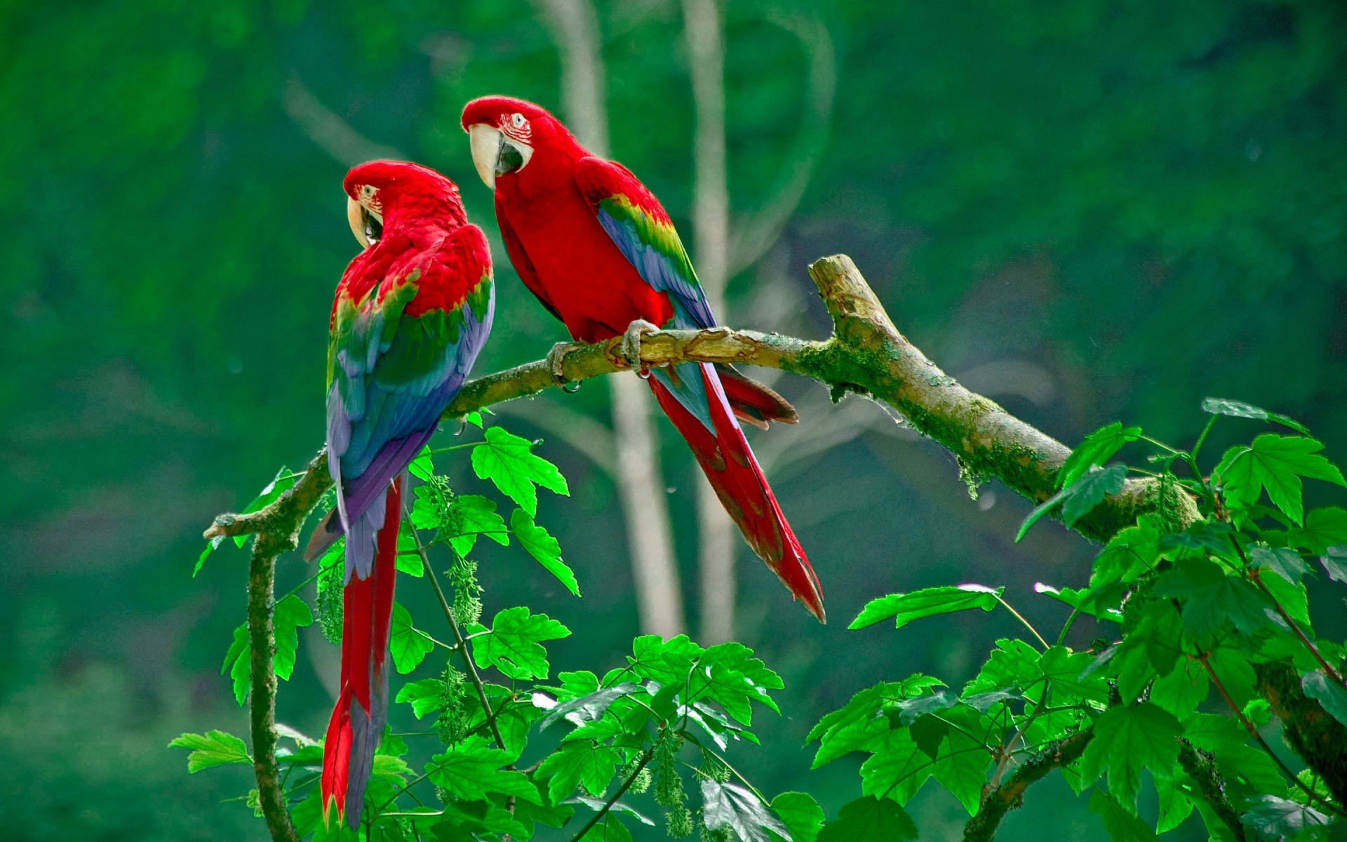 loro rama bosque pareja naturaleza