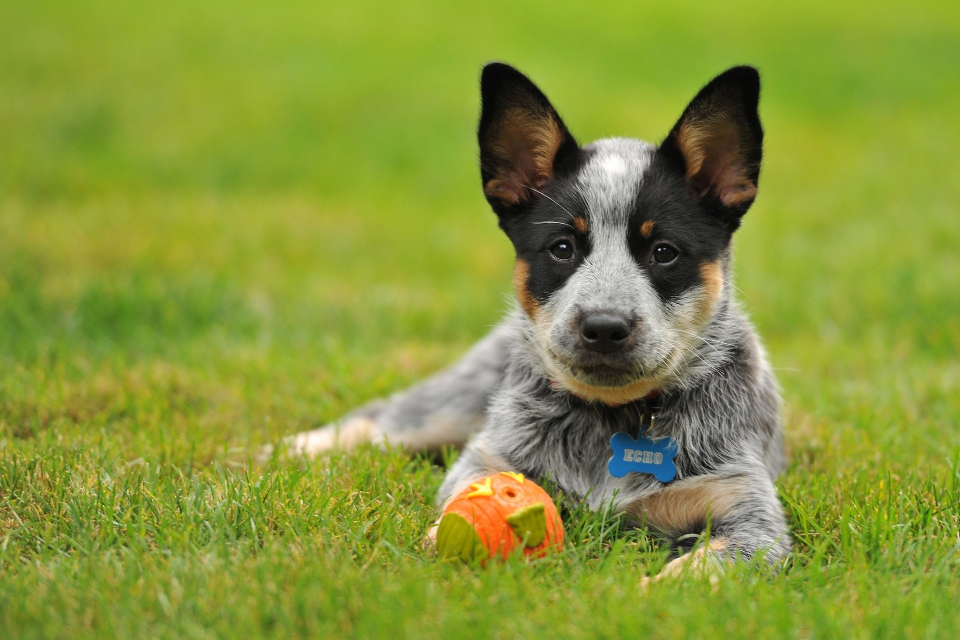 dog puppy toy