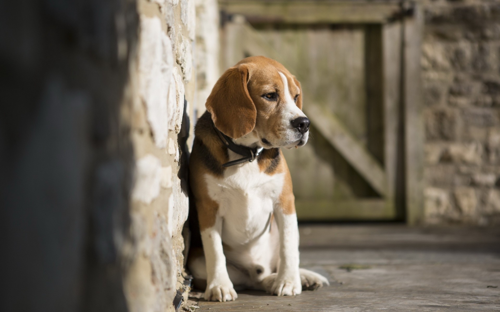 beagle hund freund