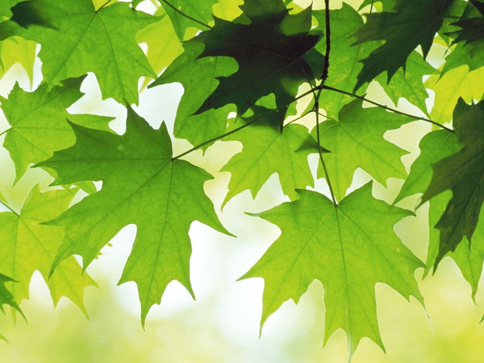 feuilles érable fraîcheur