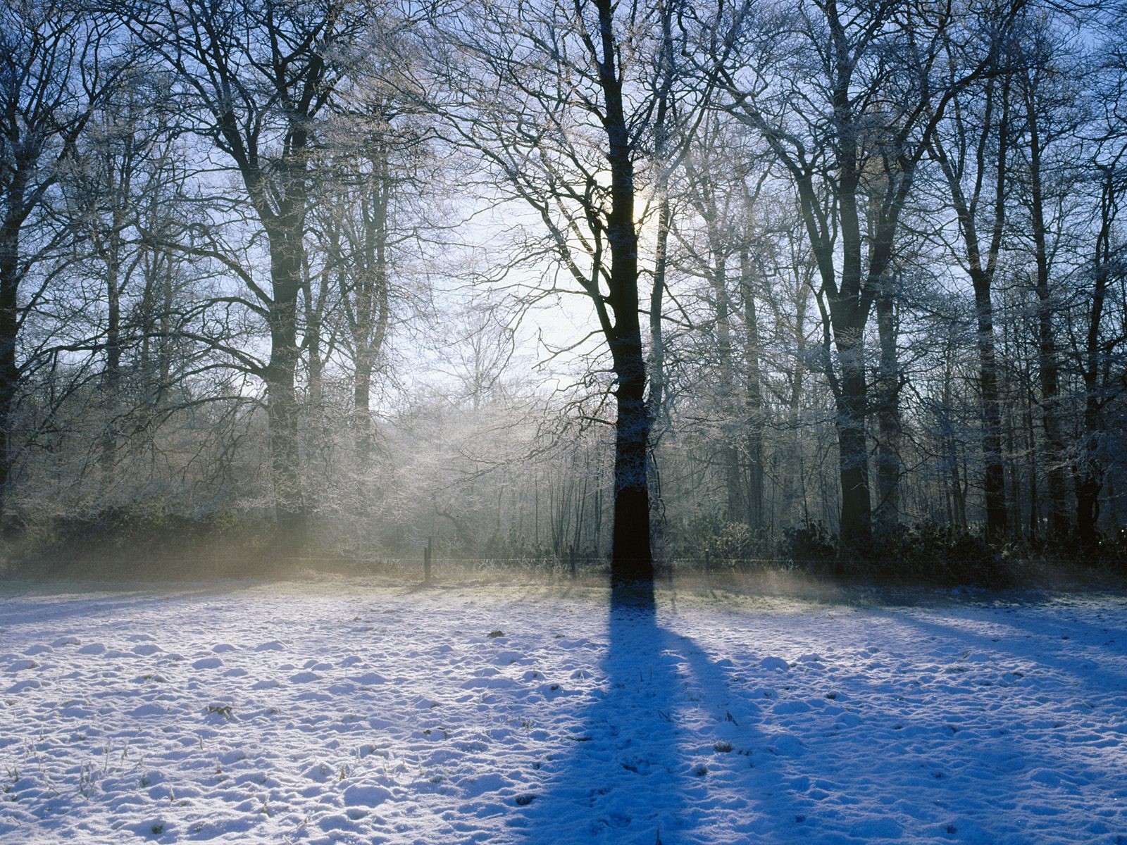 hiver neige arbres lumière