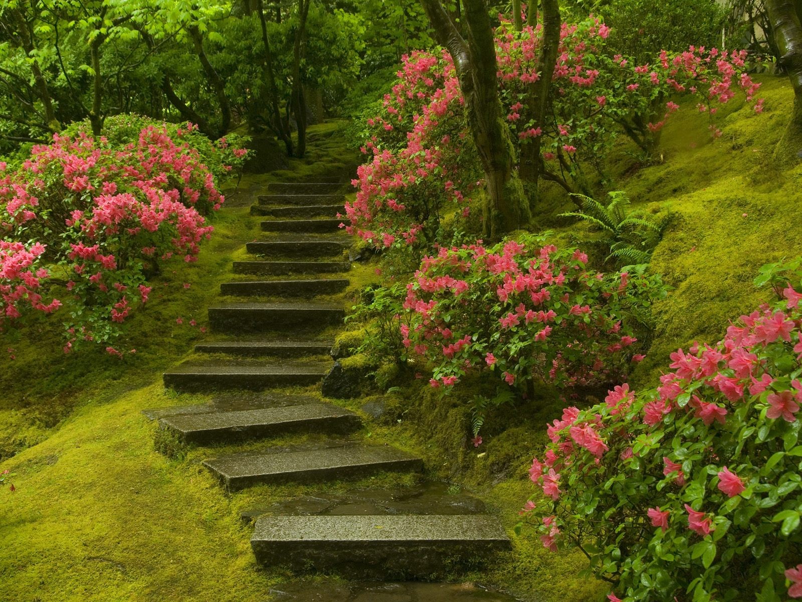 jardín japonés escalera plantas