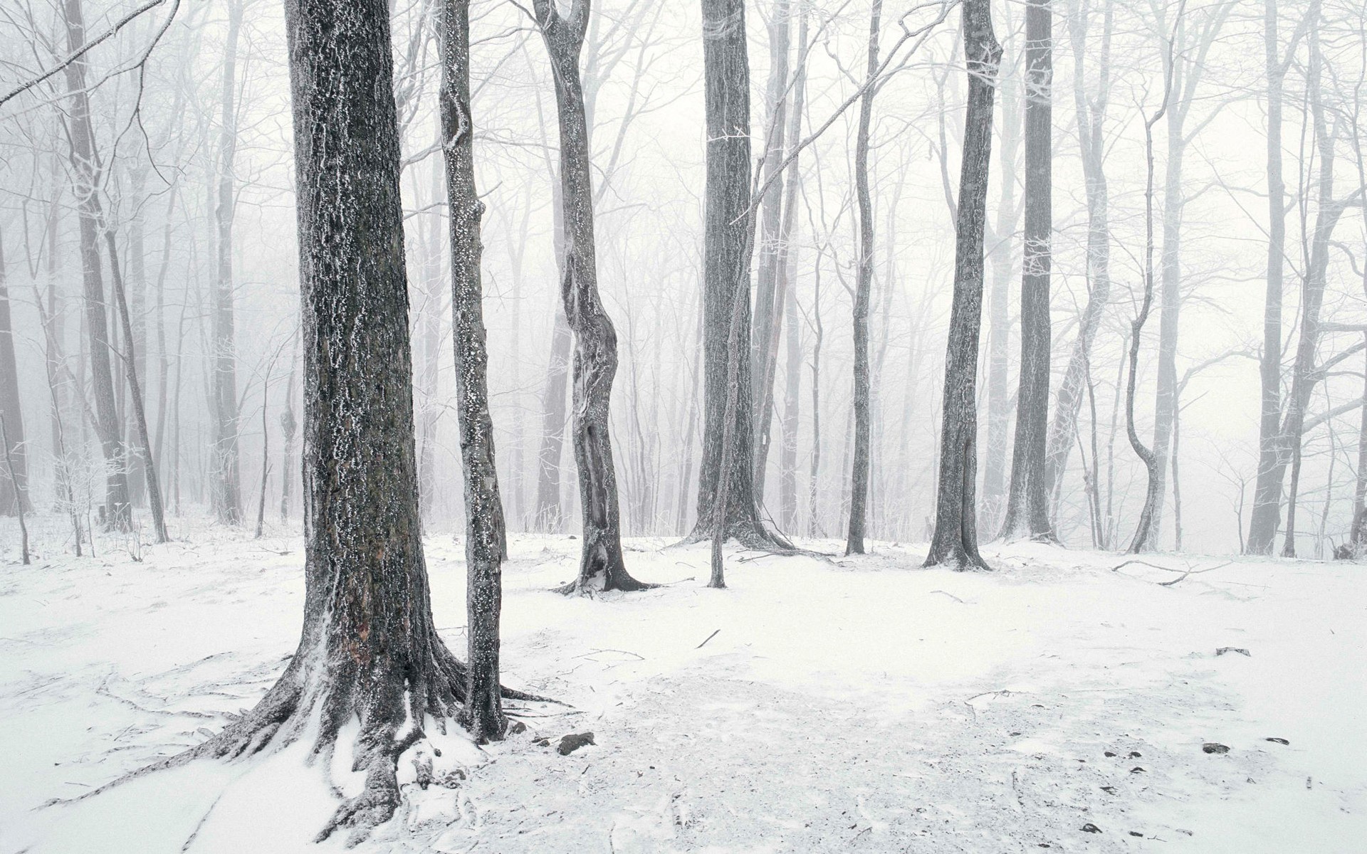 forest snow trunk