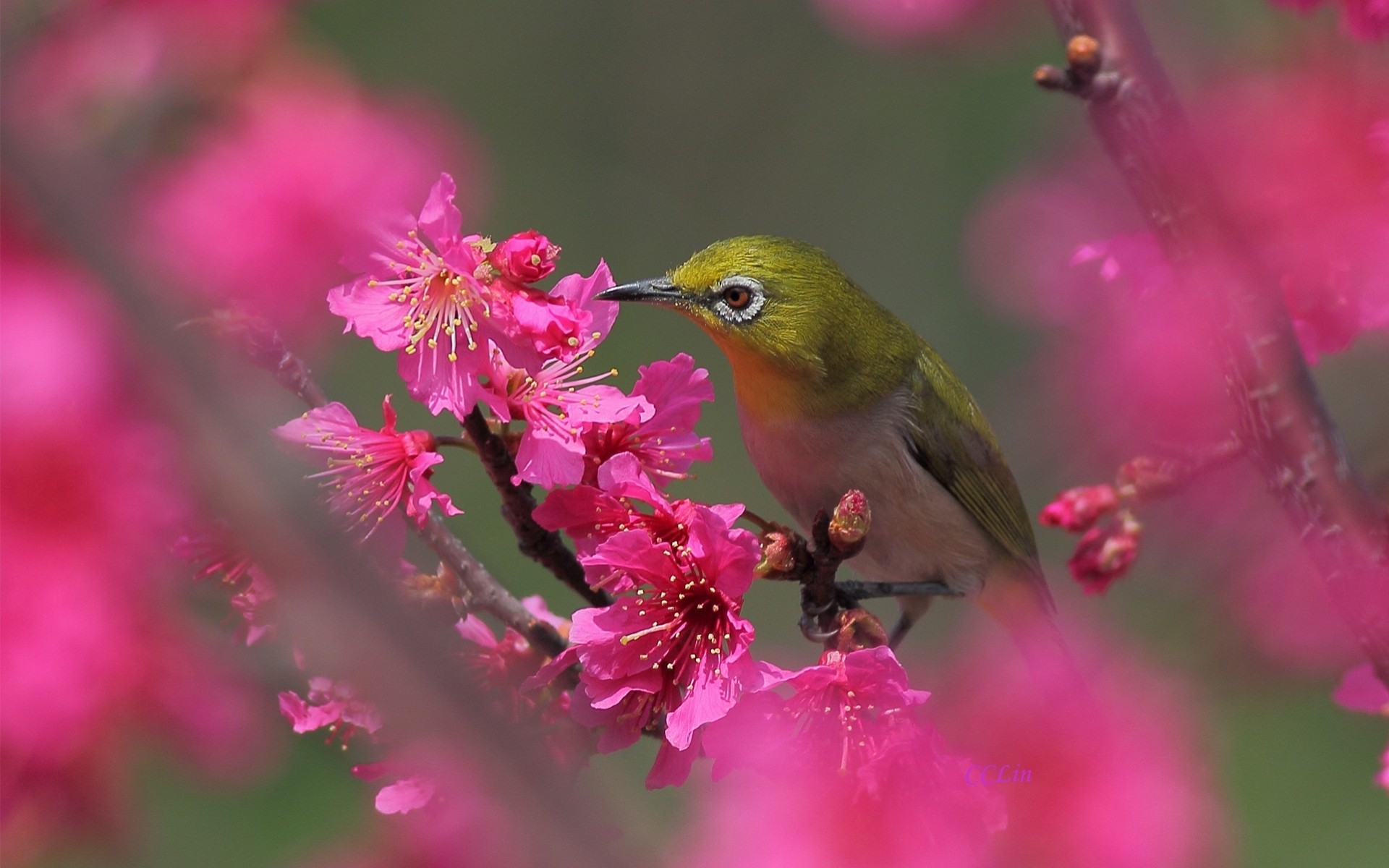 birds flower branch