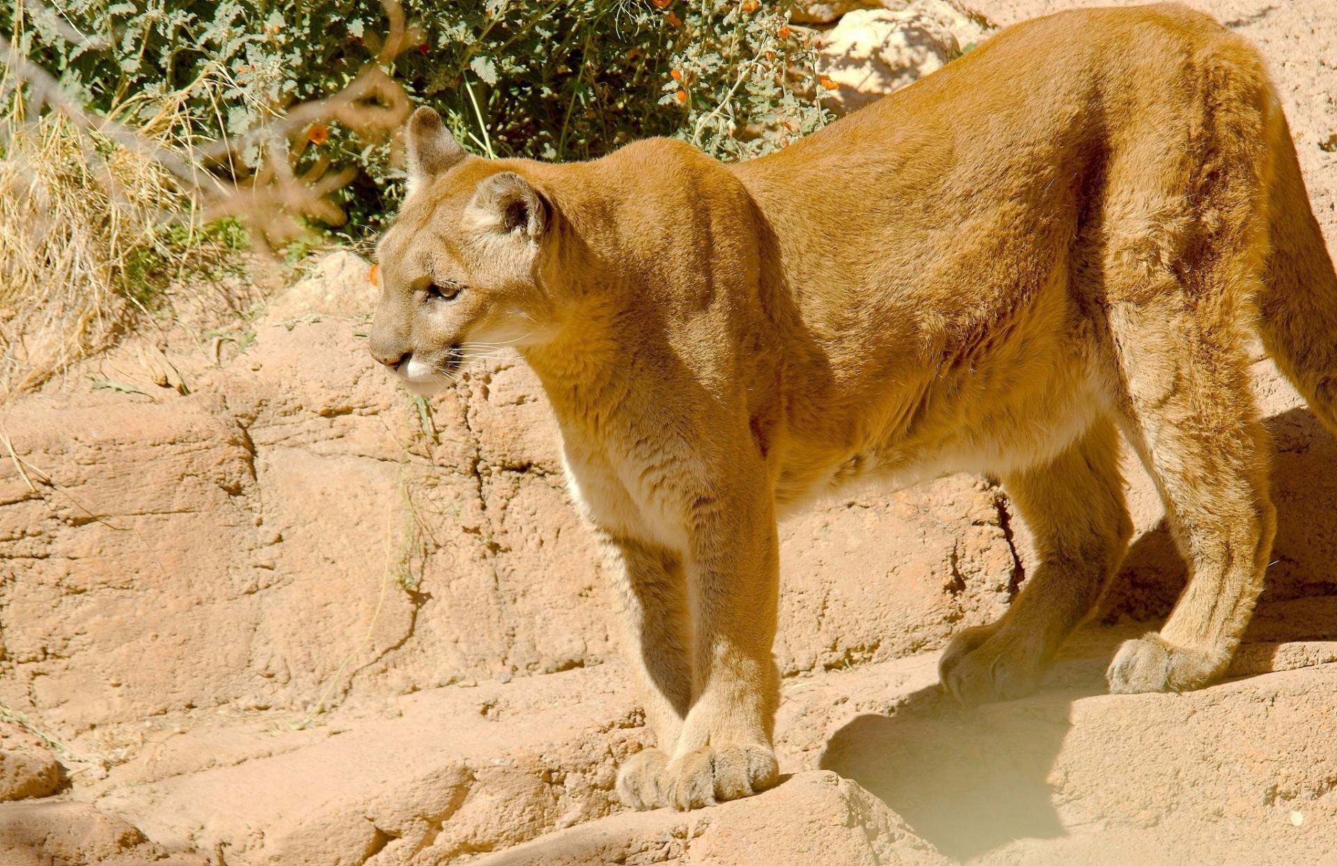 wild cat puma