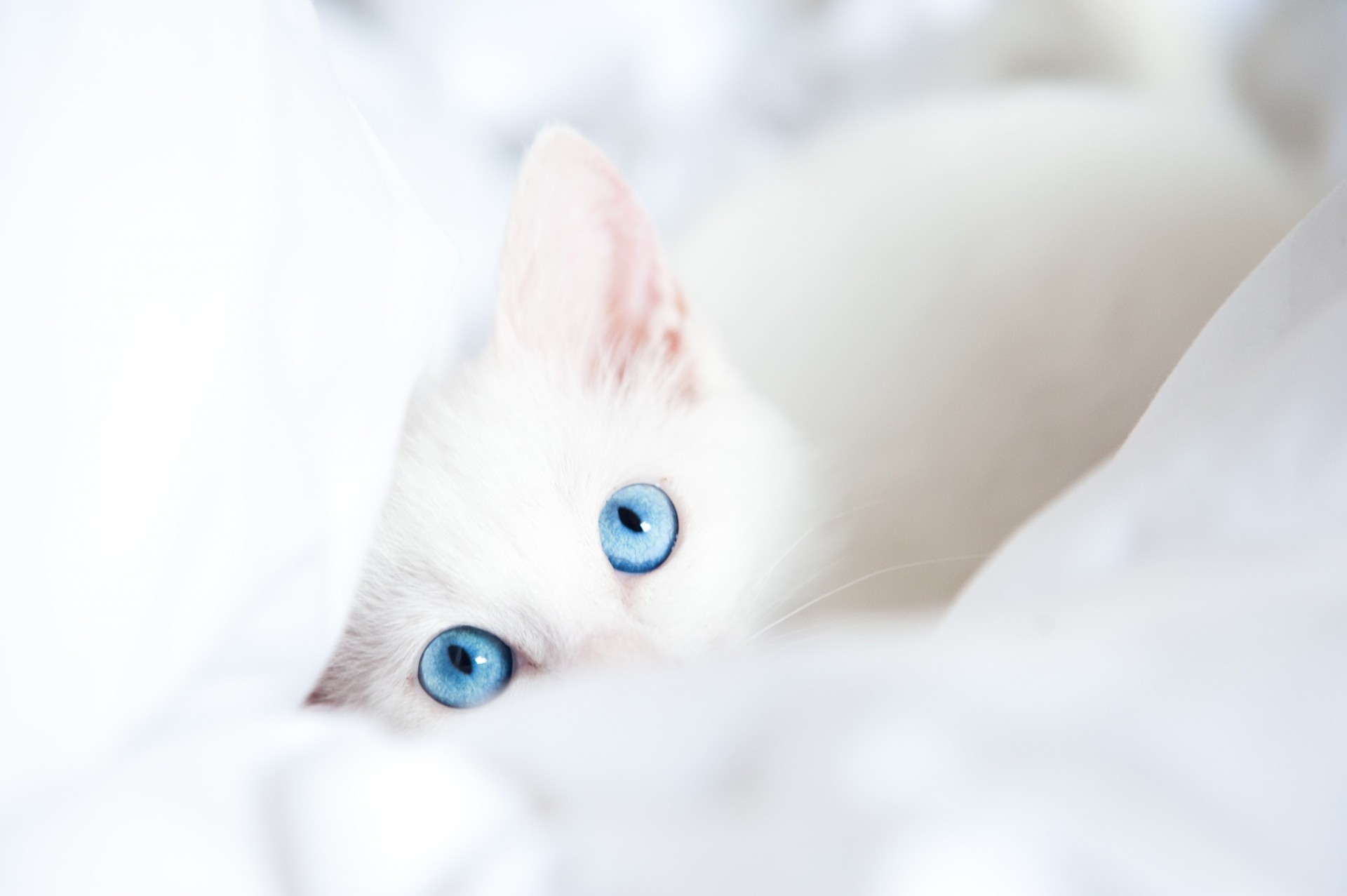 blue eyes views white cat