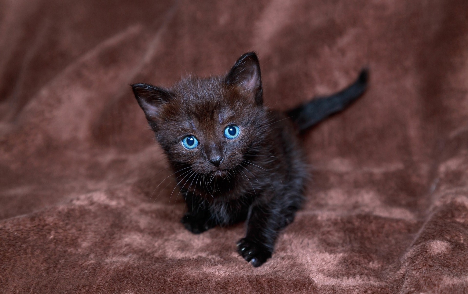 chat aux yeux bleus vue noir