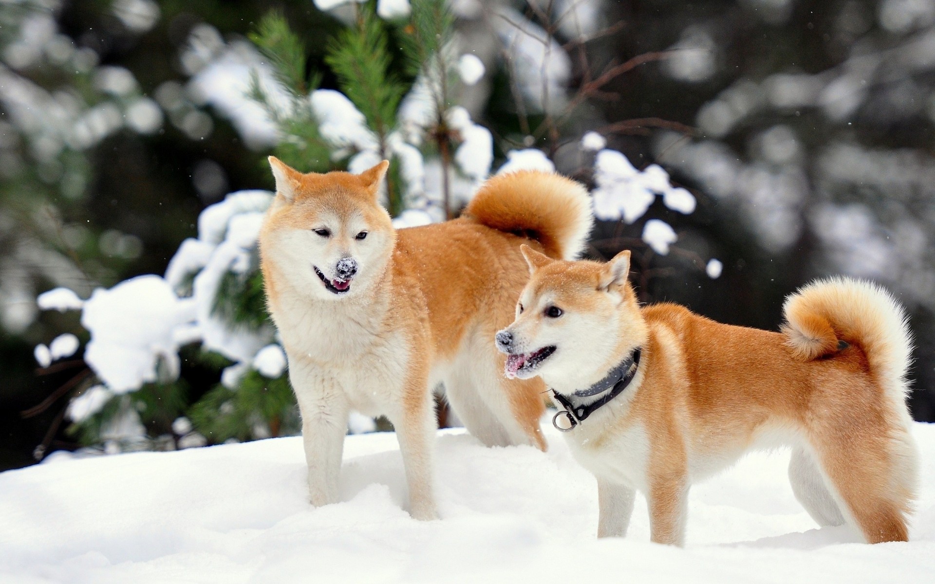 śnieg psy akita inu