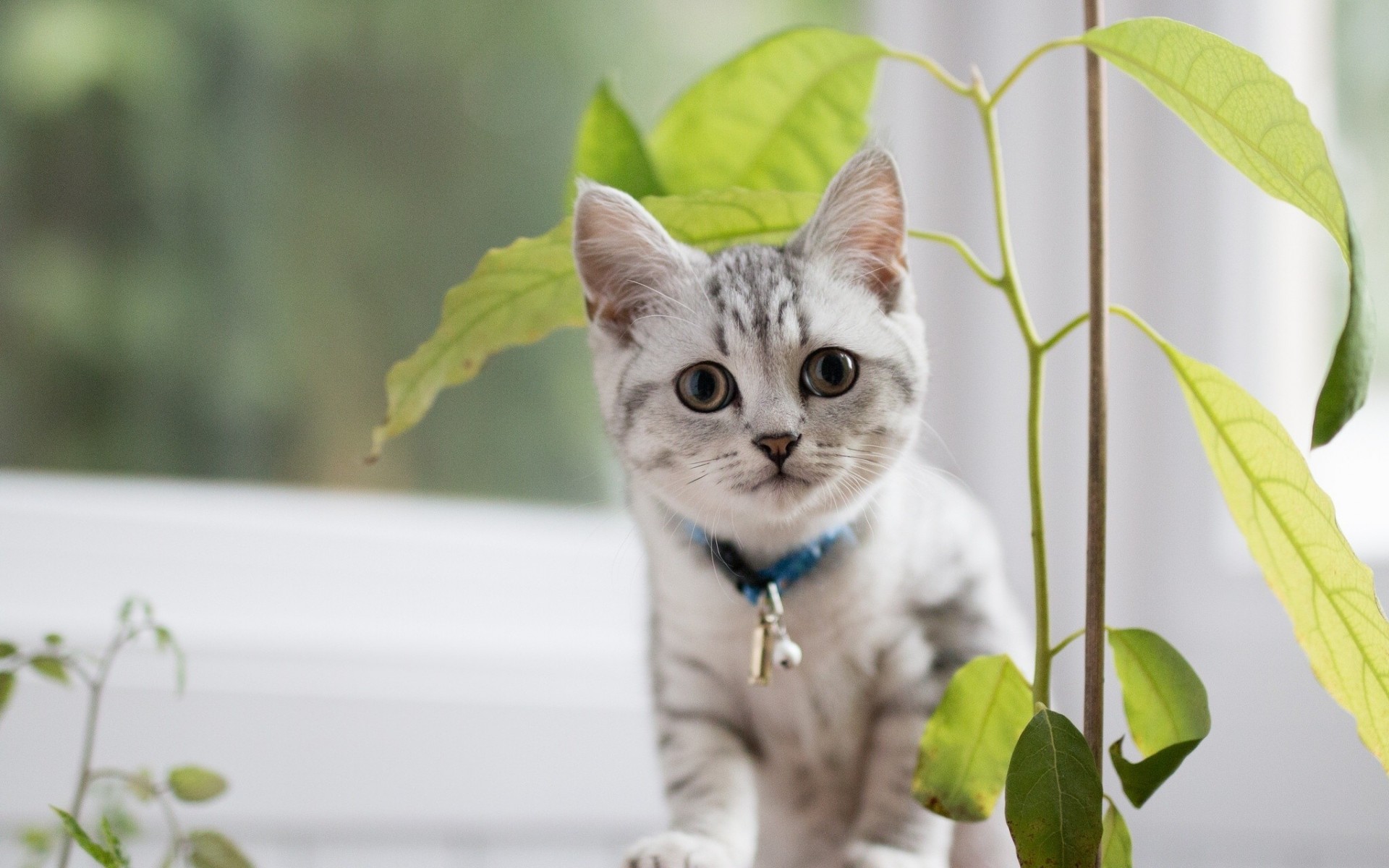 gatto fiore british shorthair vista