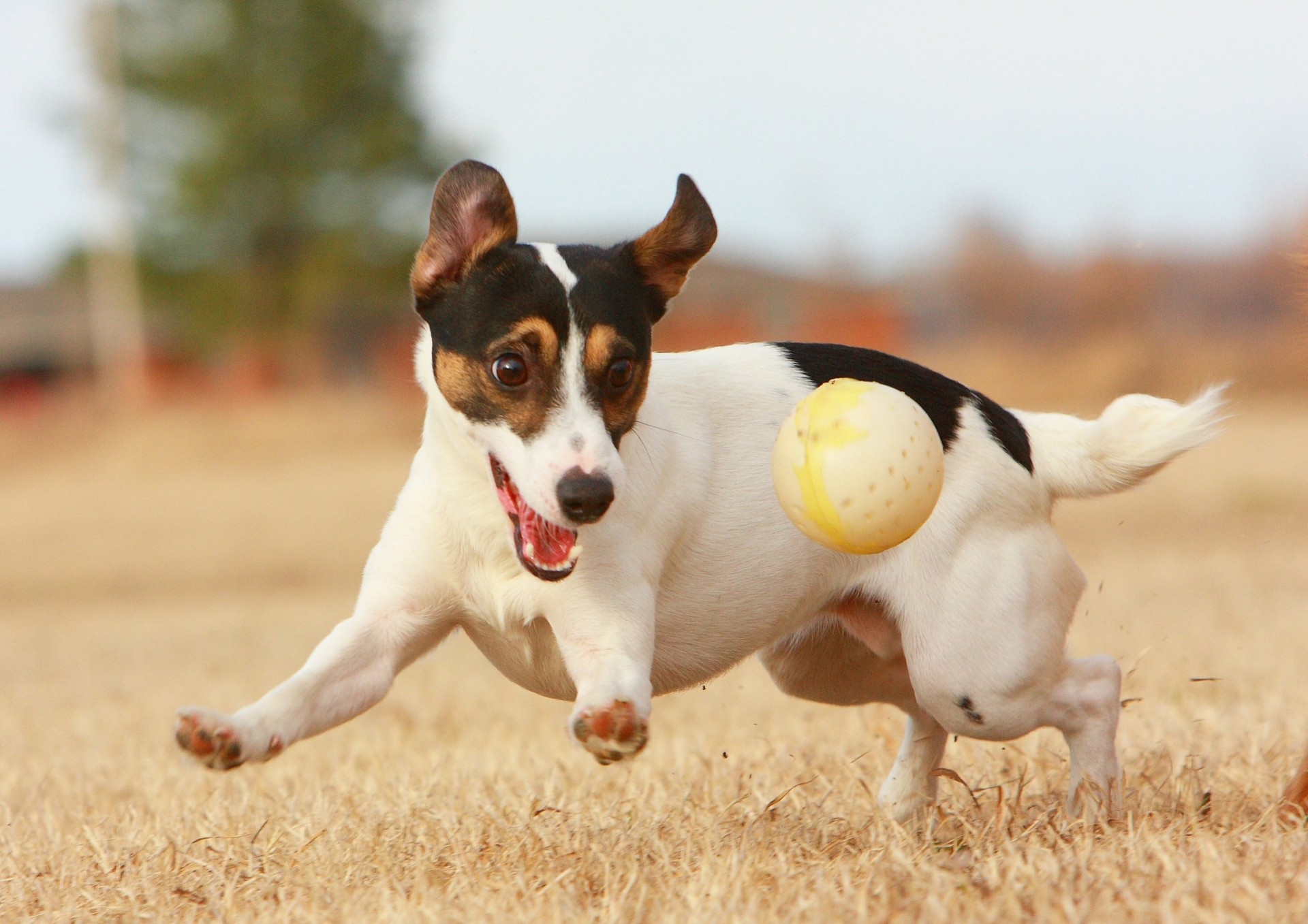 dog ball game