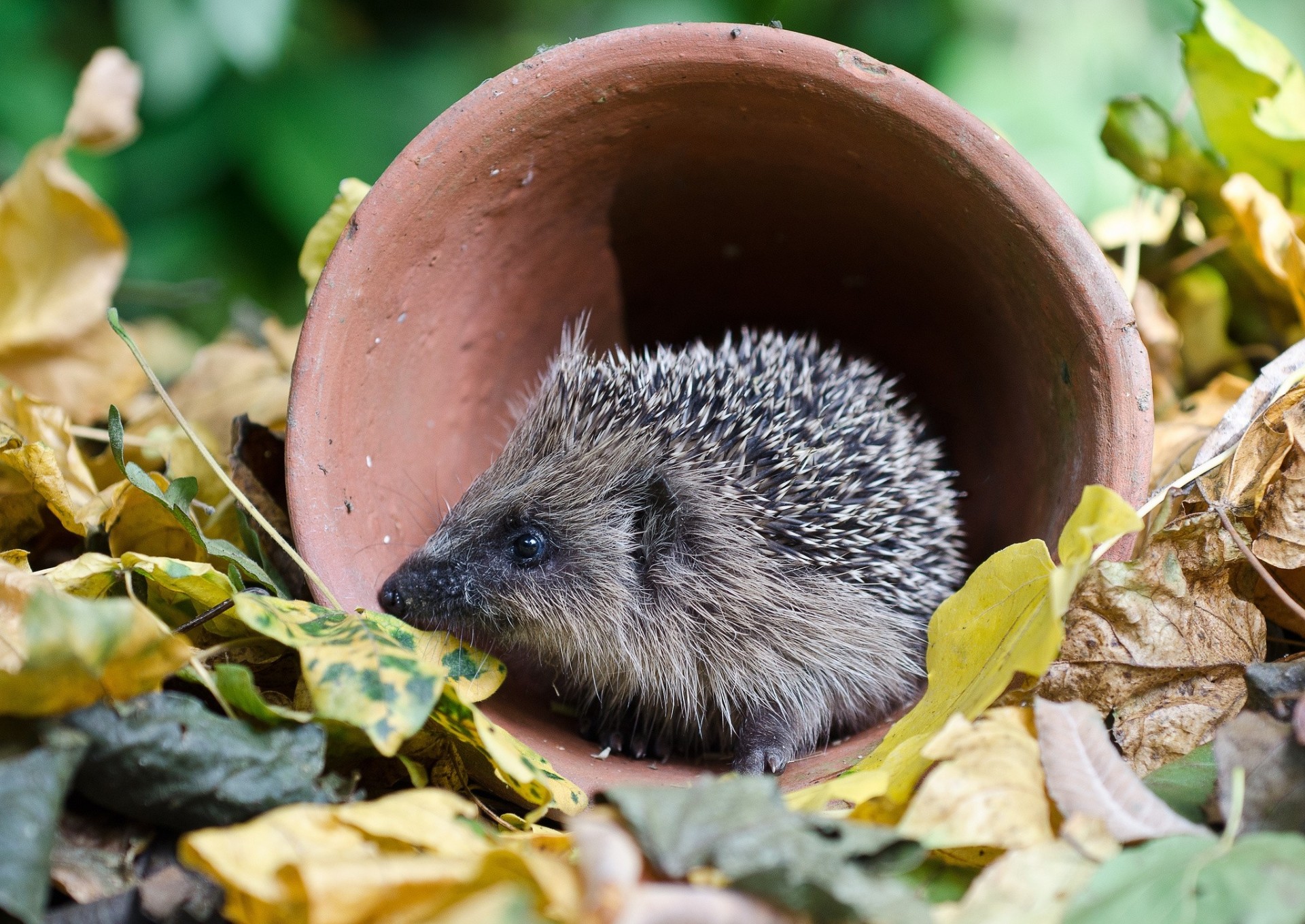 hedgehog sheet autumn