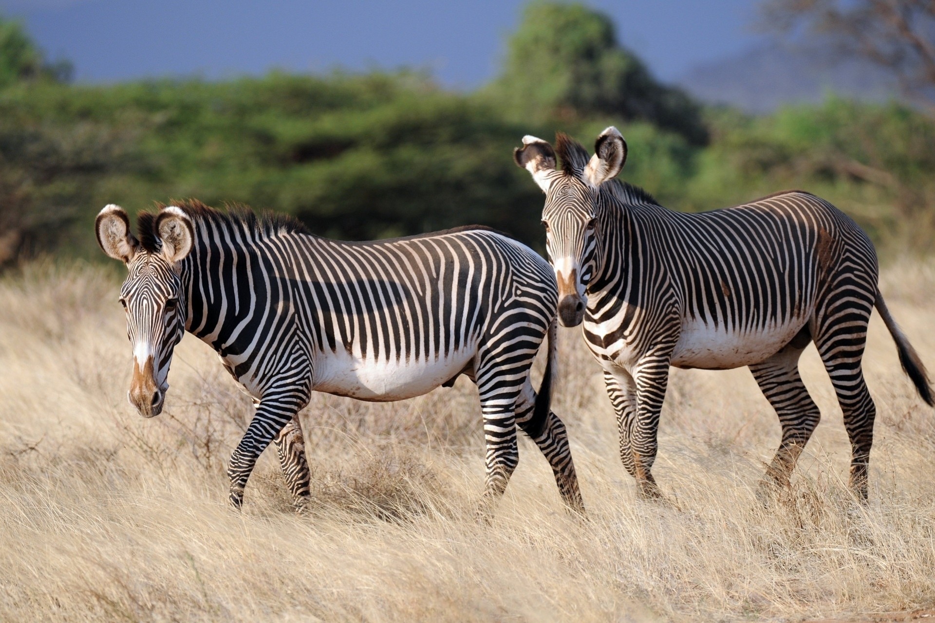 cebras animales naturaleza