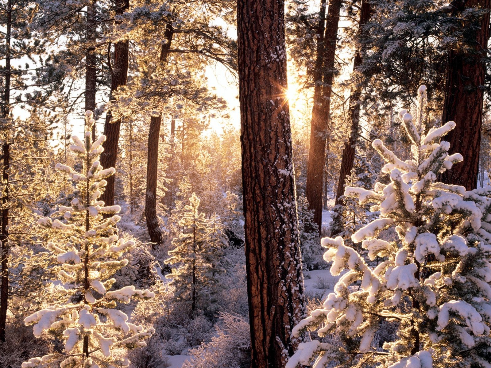 inverno foresta neve alberi abete rosso sole raggi gelo