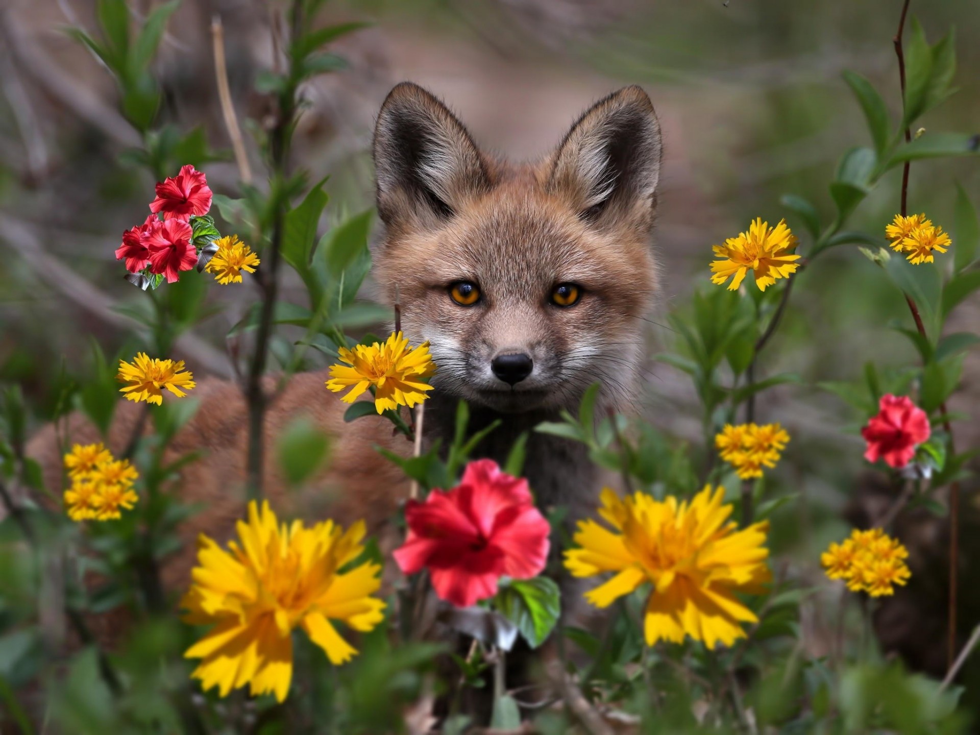 fiori volpe specie natura