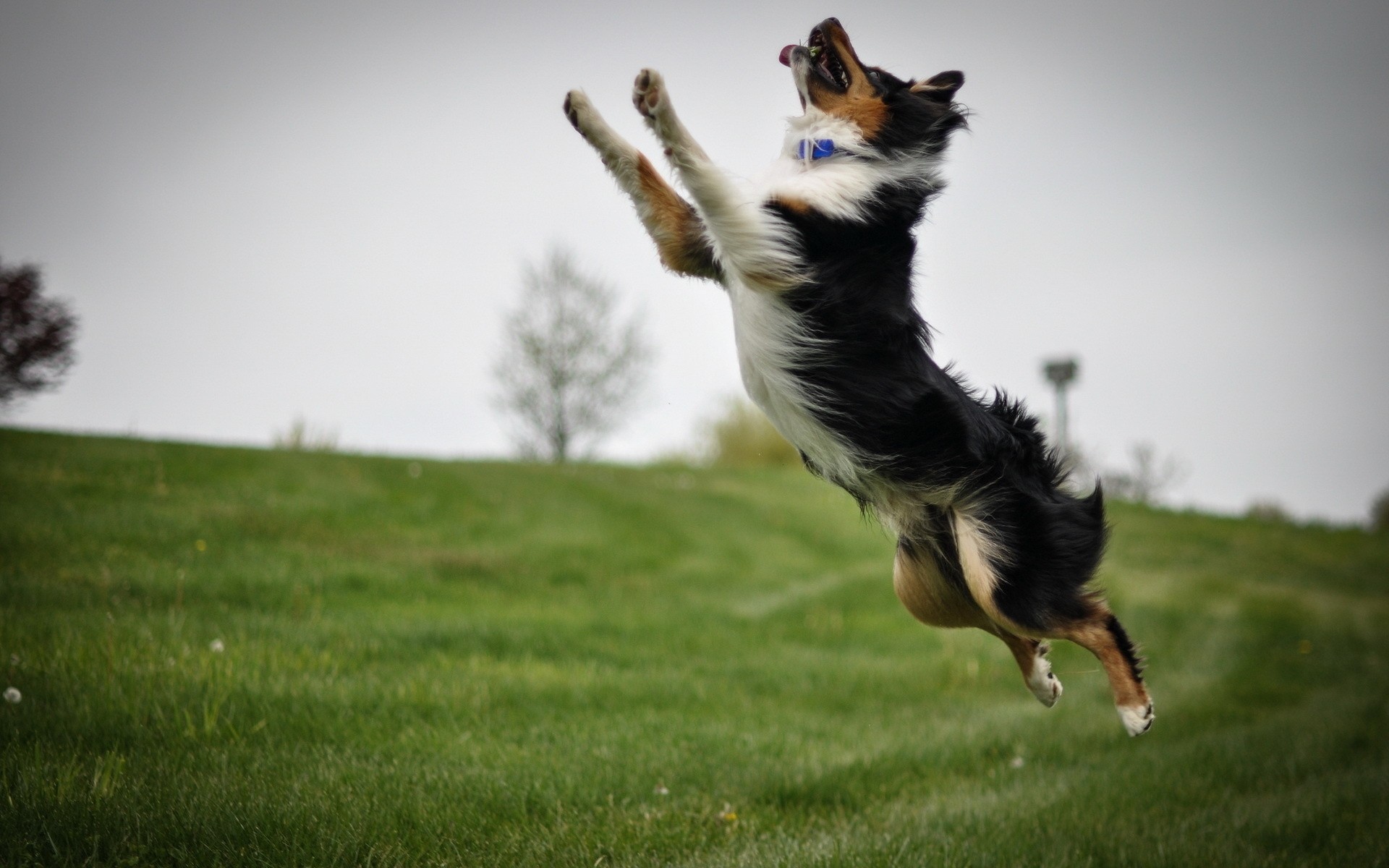 hintergrund sprung hund