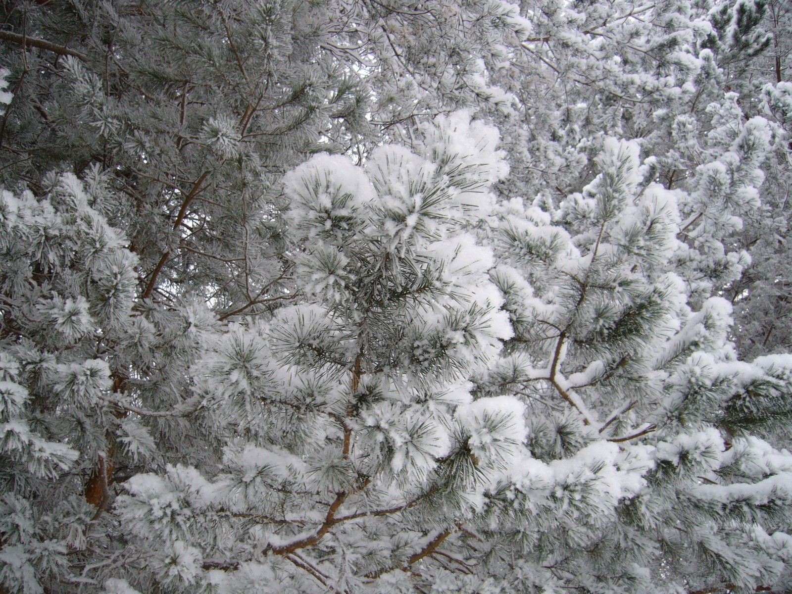 natur weihnachtsbäume wald schnee frost winter