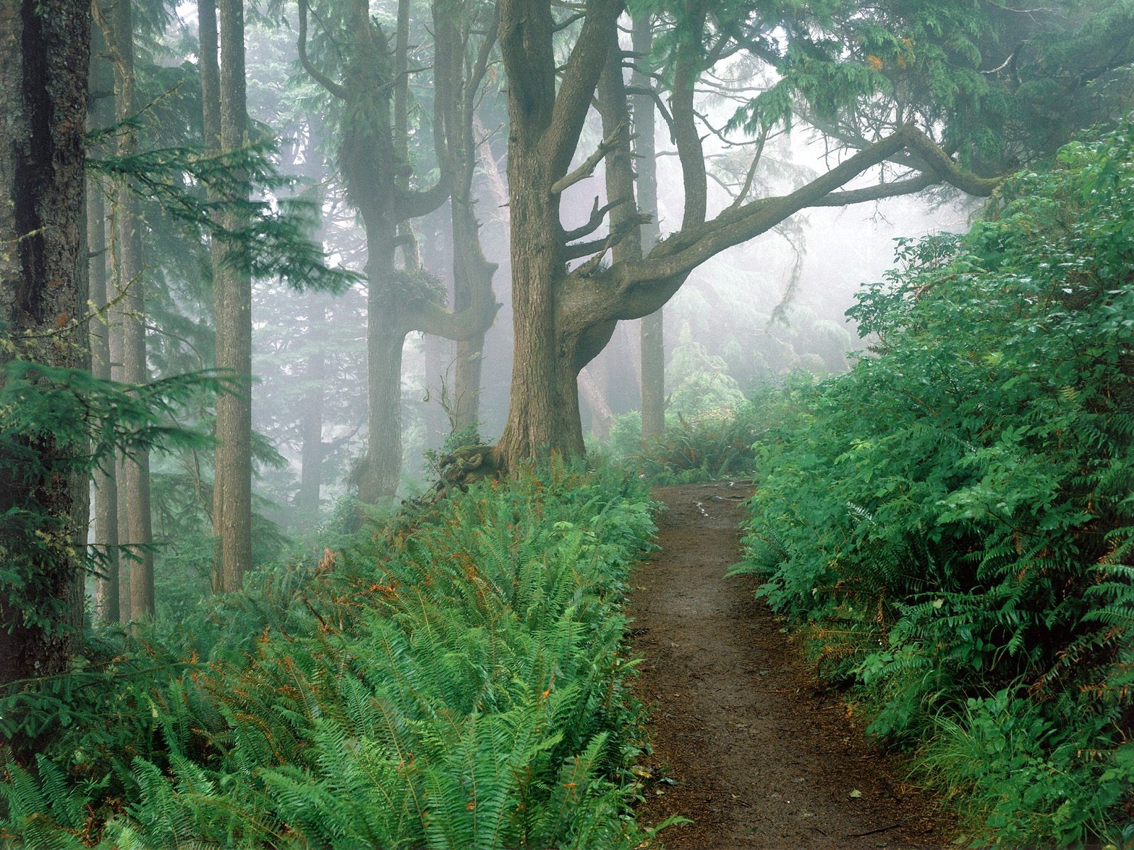 foresta sentiero felce nebbia