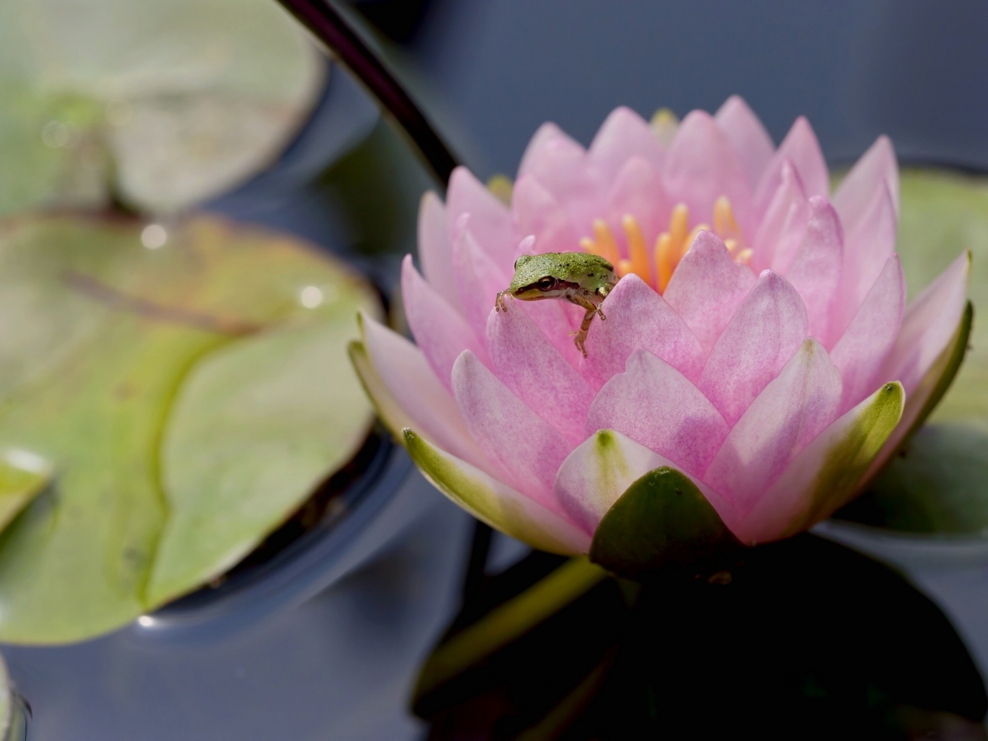 nénuphar nymphée fleur grenouille gros plan