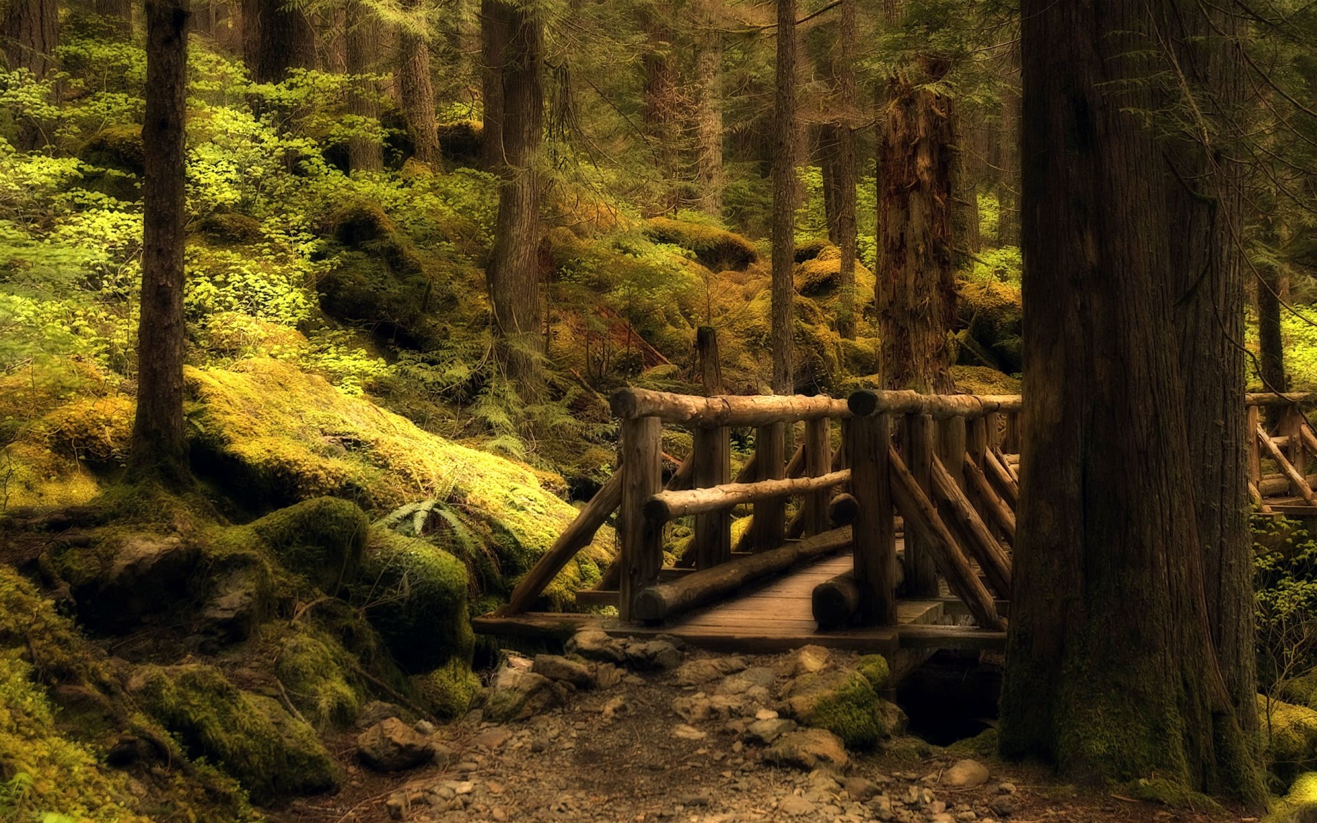 bosque puente camino