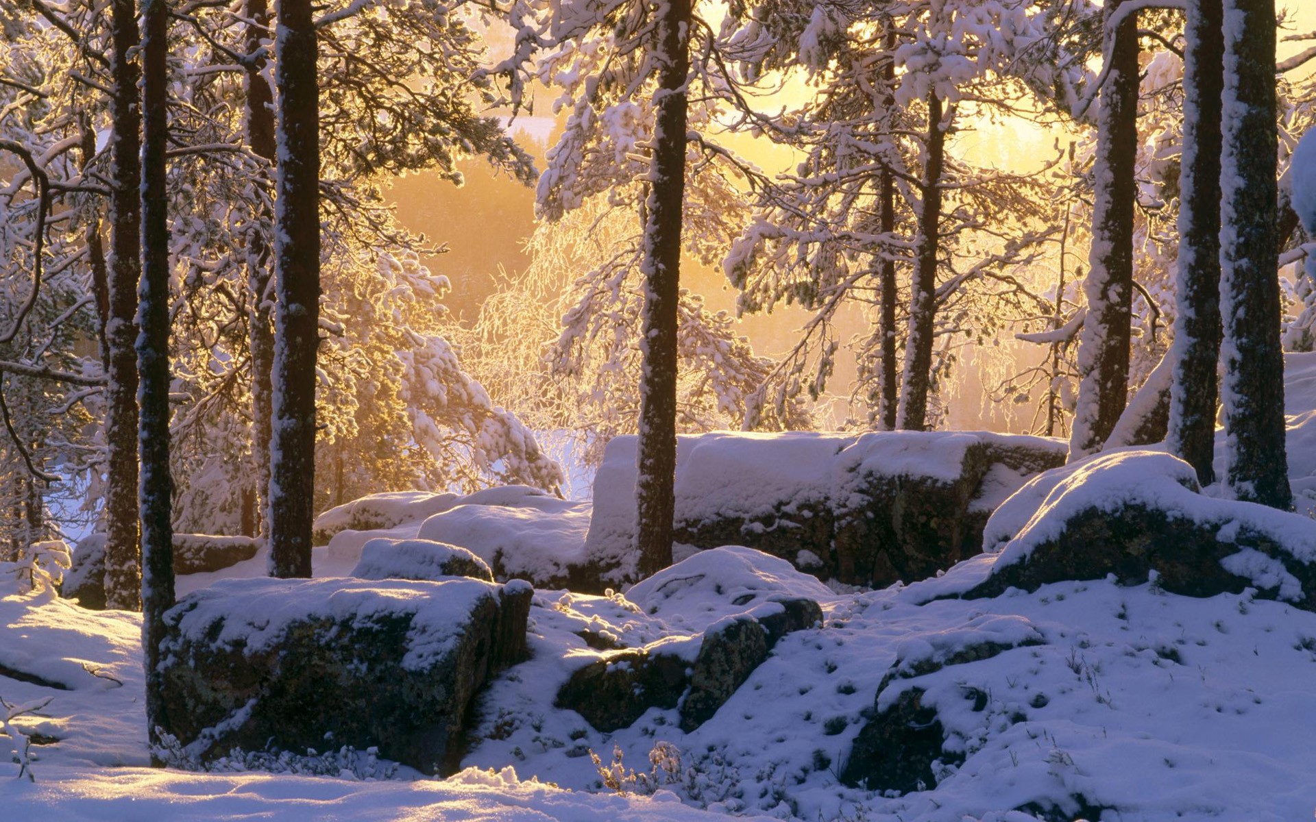 invierno nieve bosque luz piedras