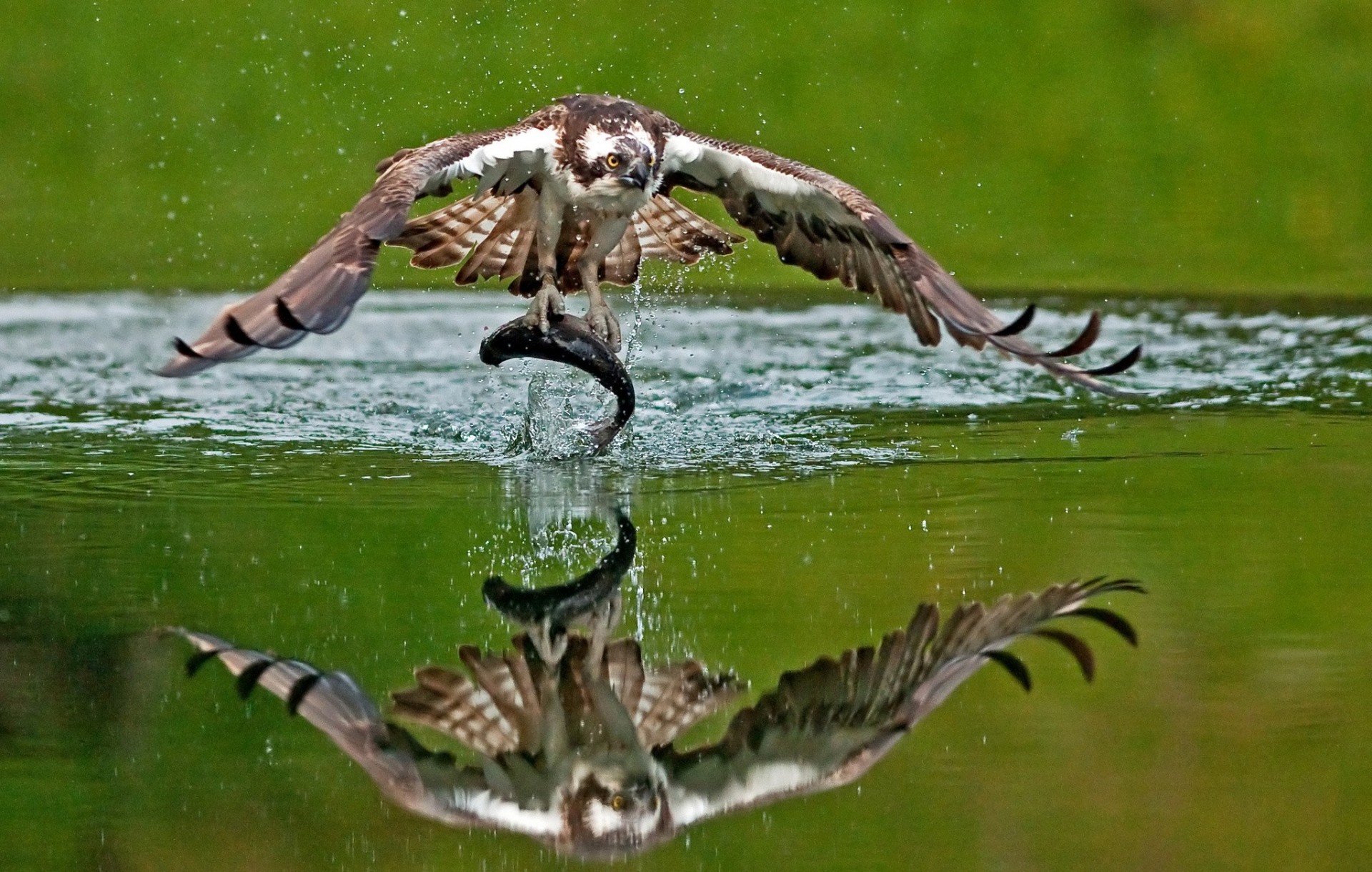 oiseaux capture eau réflexion poisson balbuzard proie