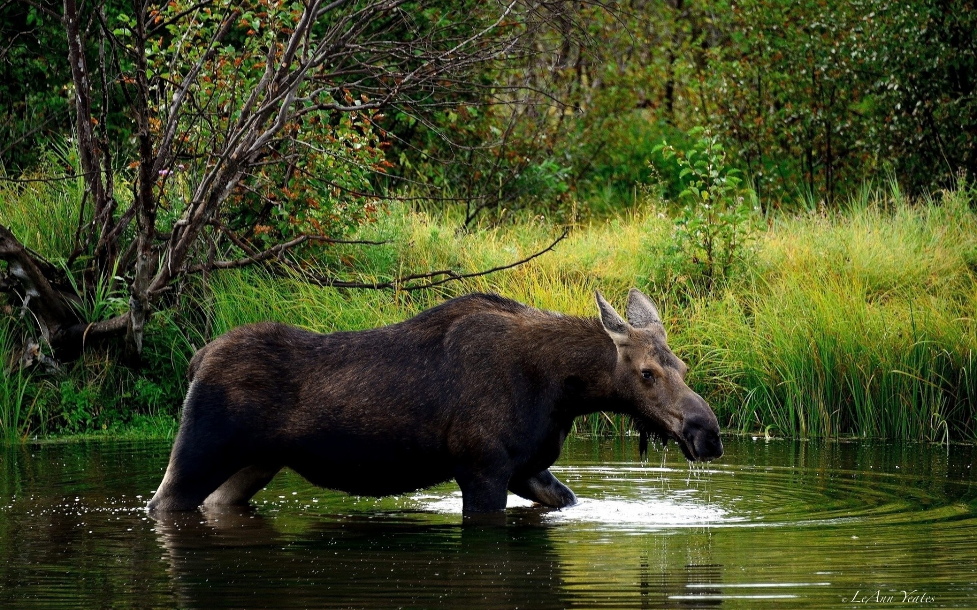 wapiti forêt rivière