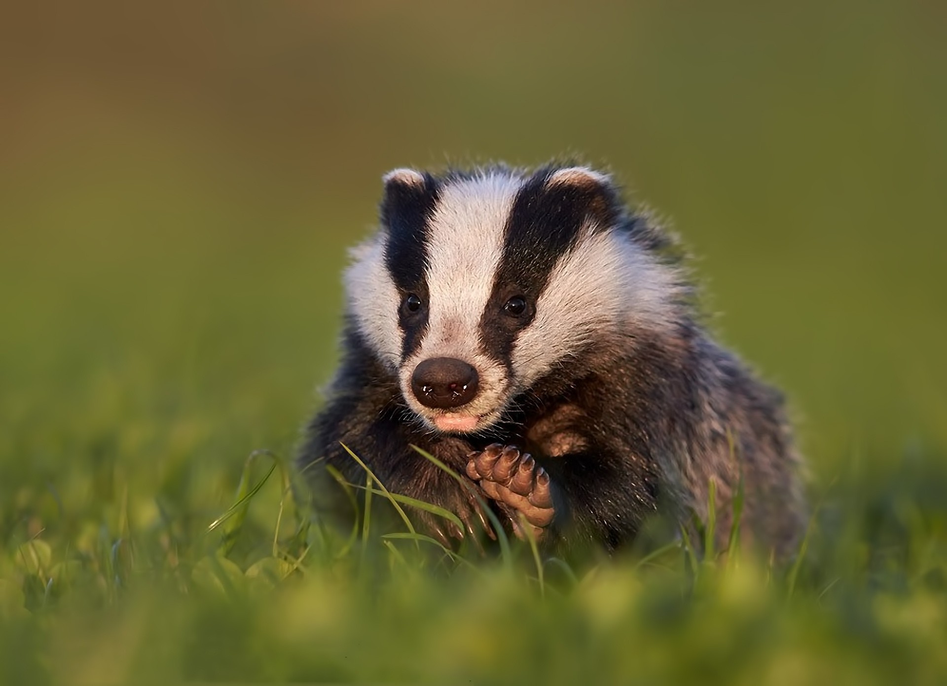 badger grass nature