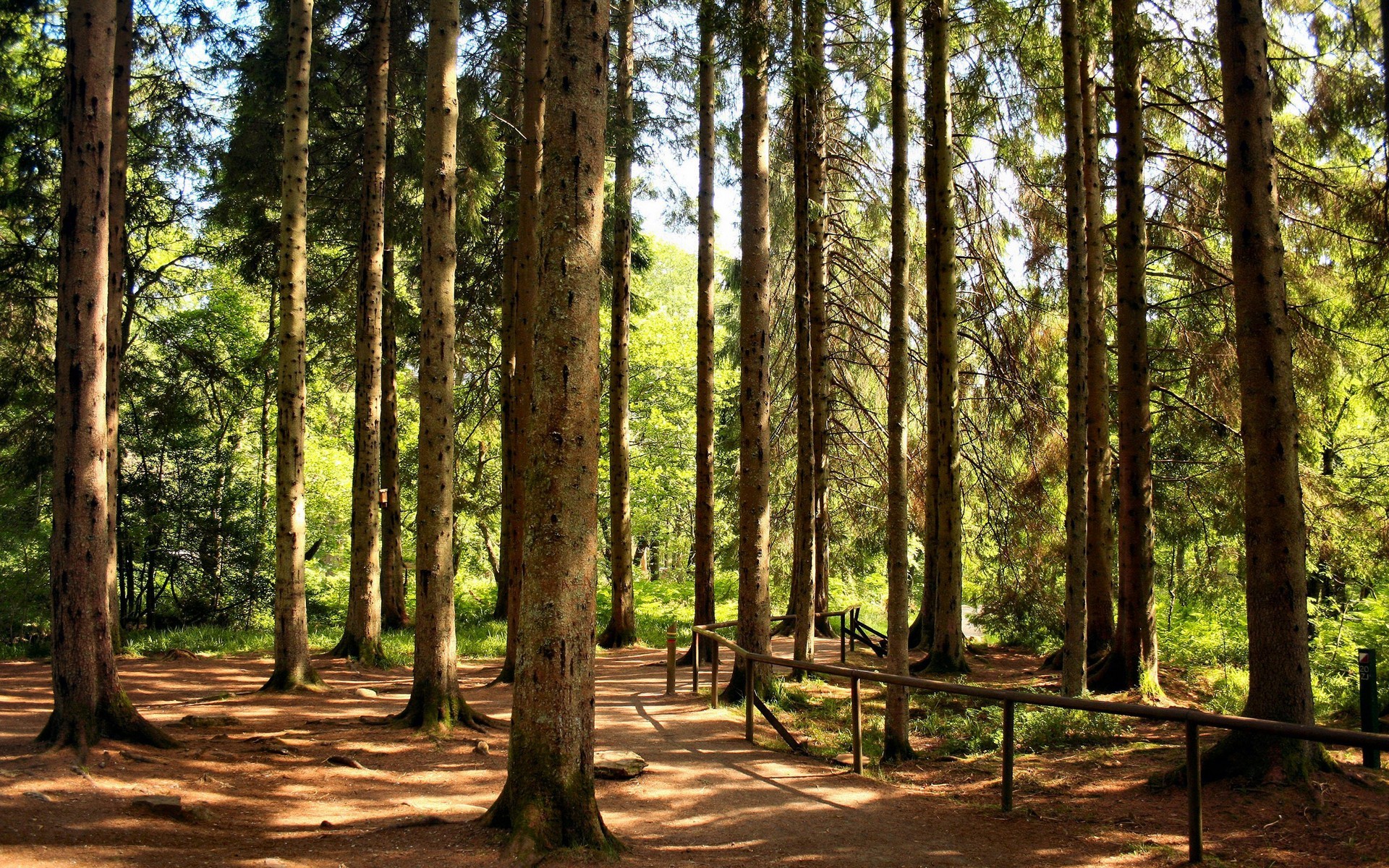 wald kiefern pfad