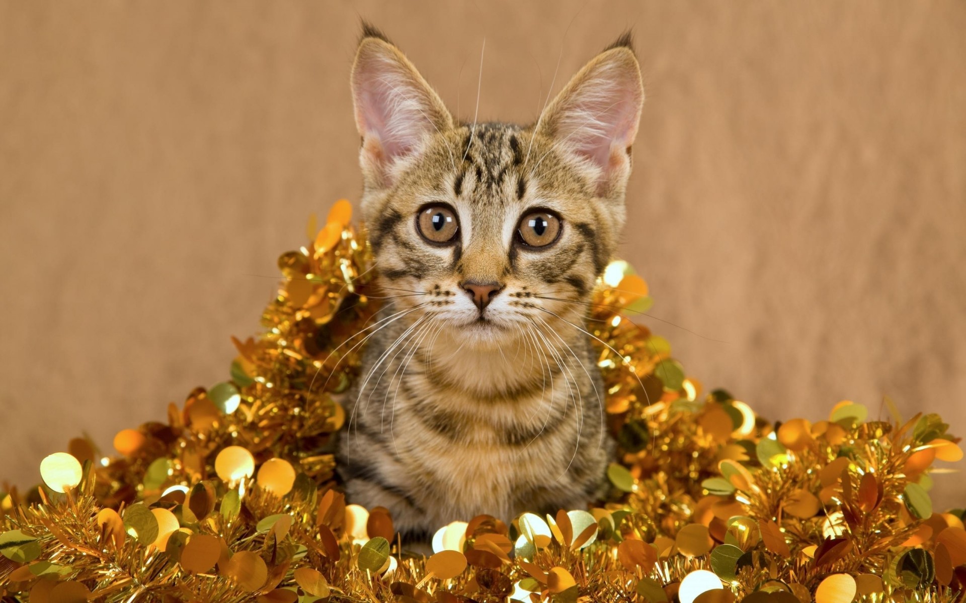 triped tinsel cat