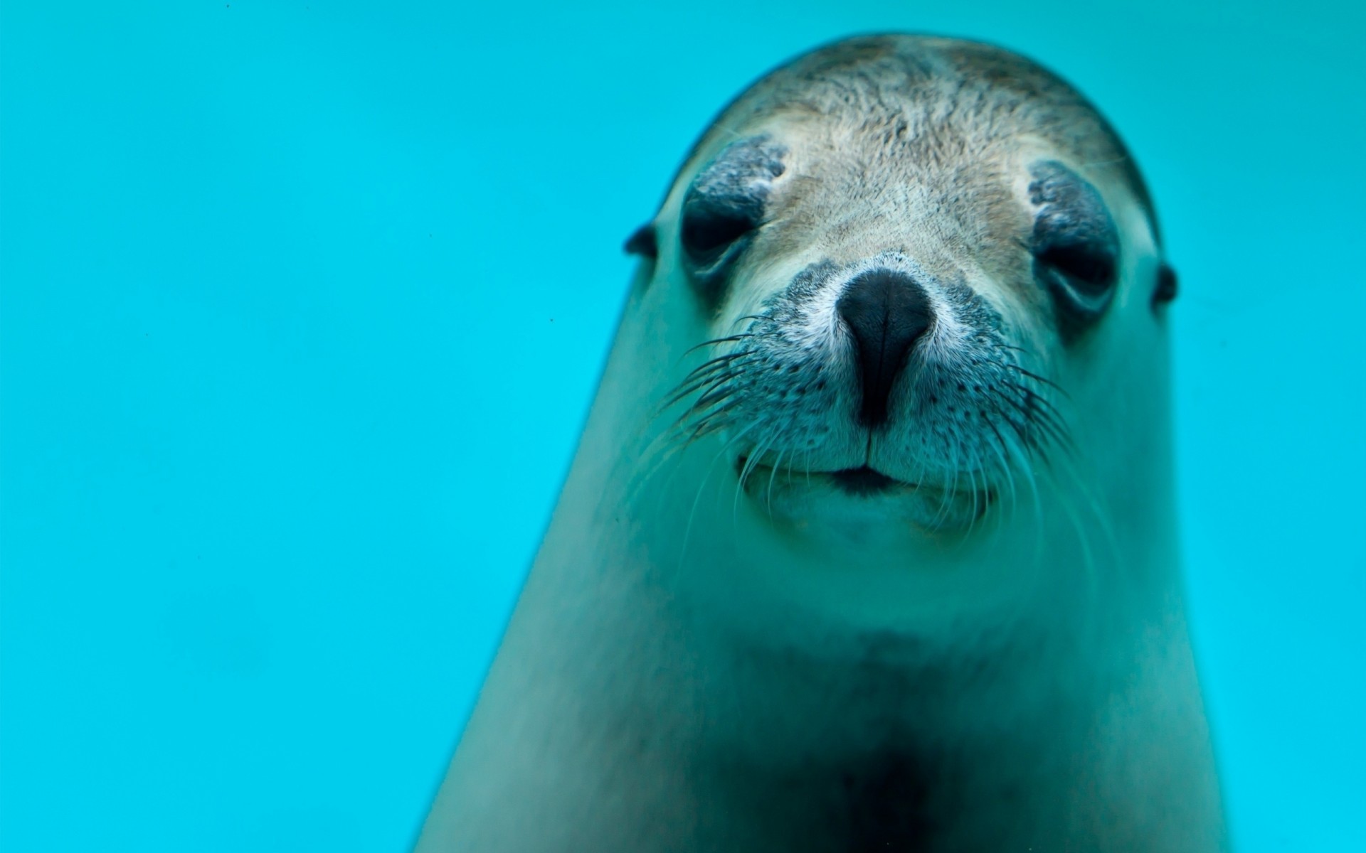 teeth views fur seal