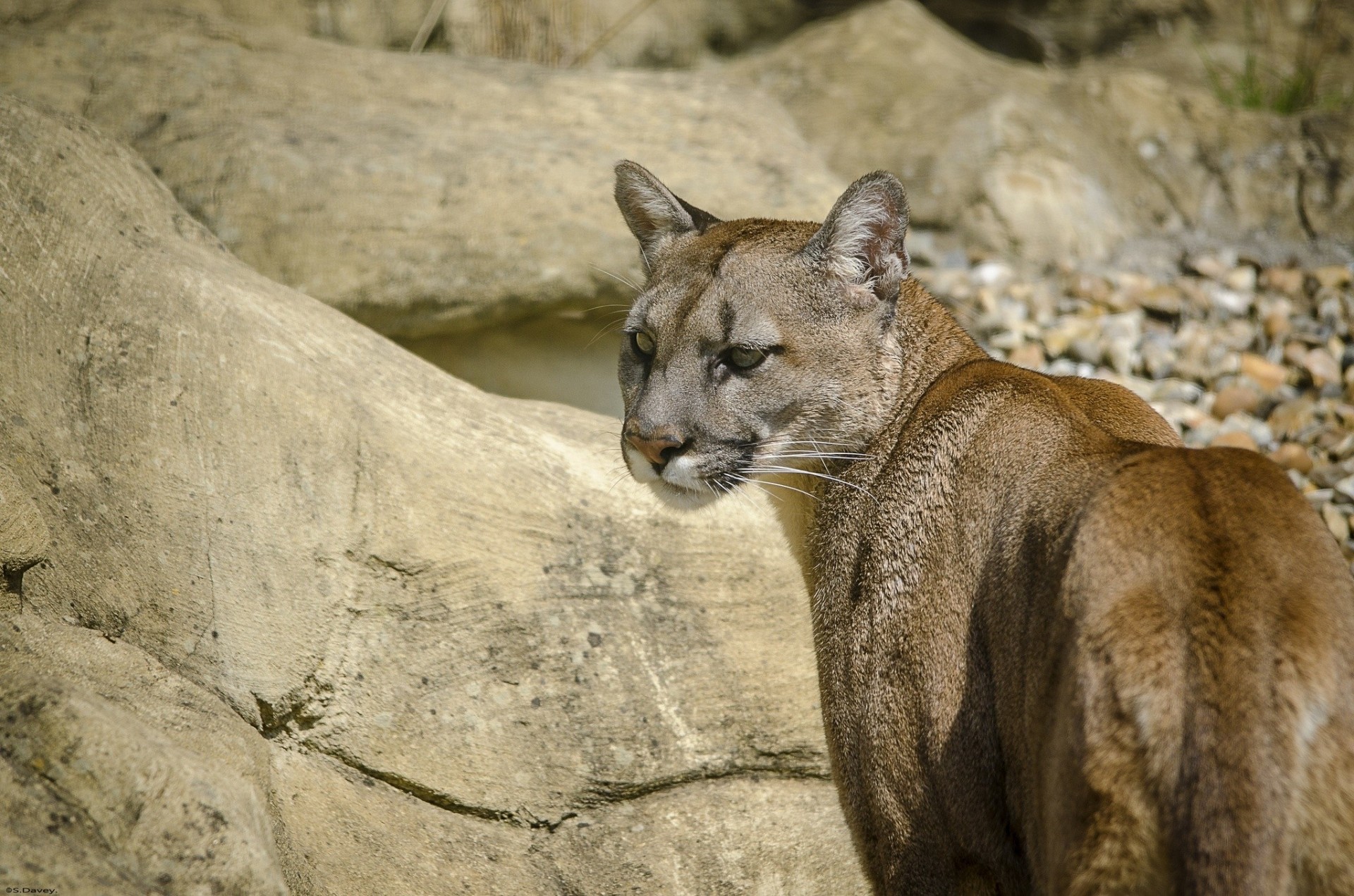 chat sauvage puma lion de montagne