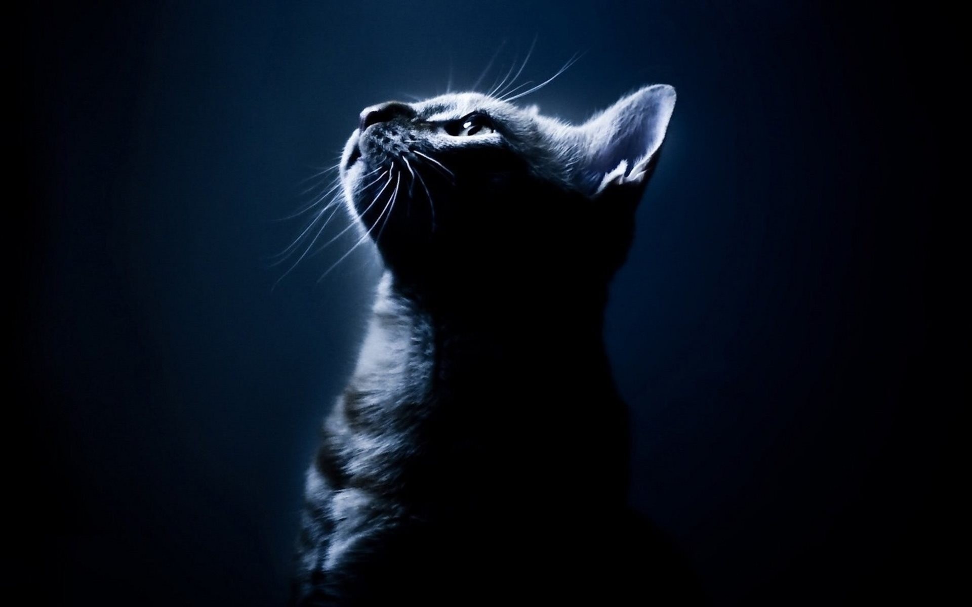 luz de luna gato