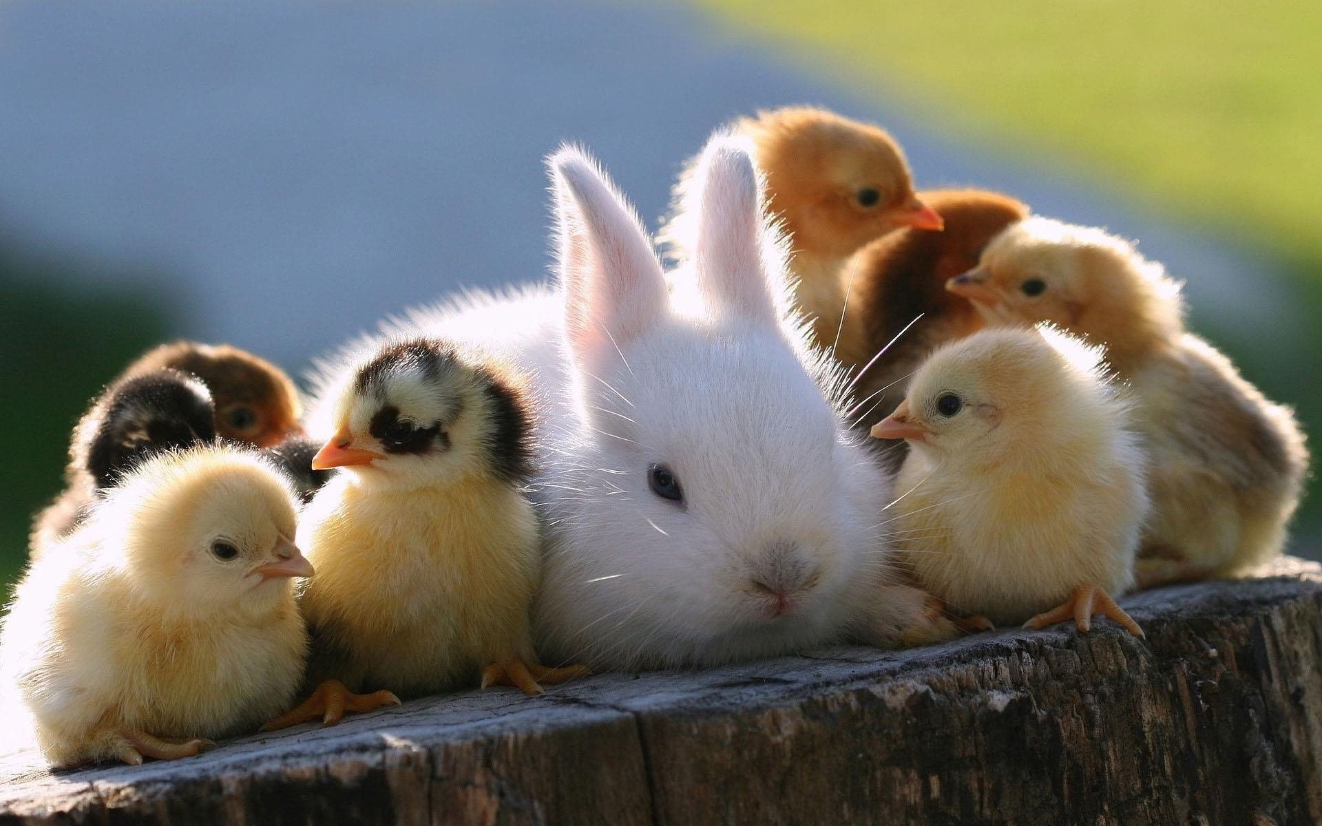 hühner tiere hase haustiere