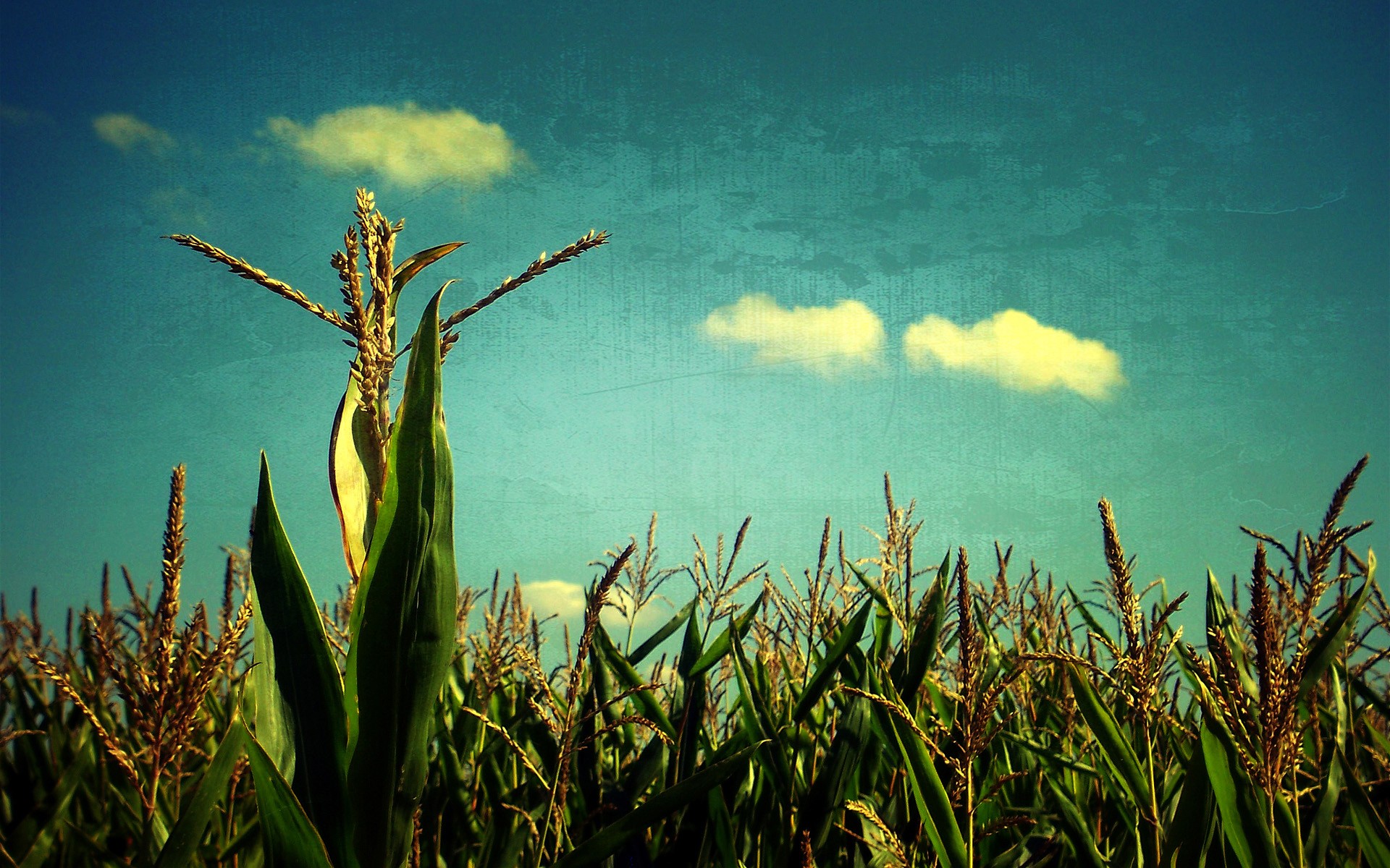 the field cereals sky