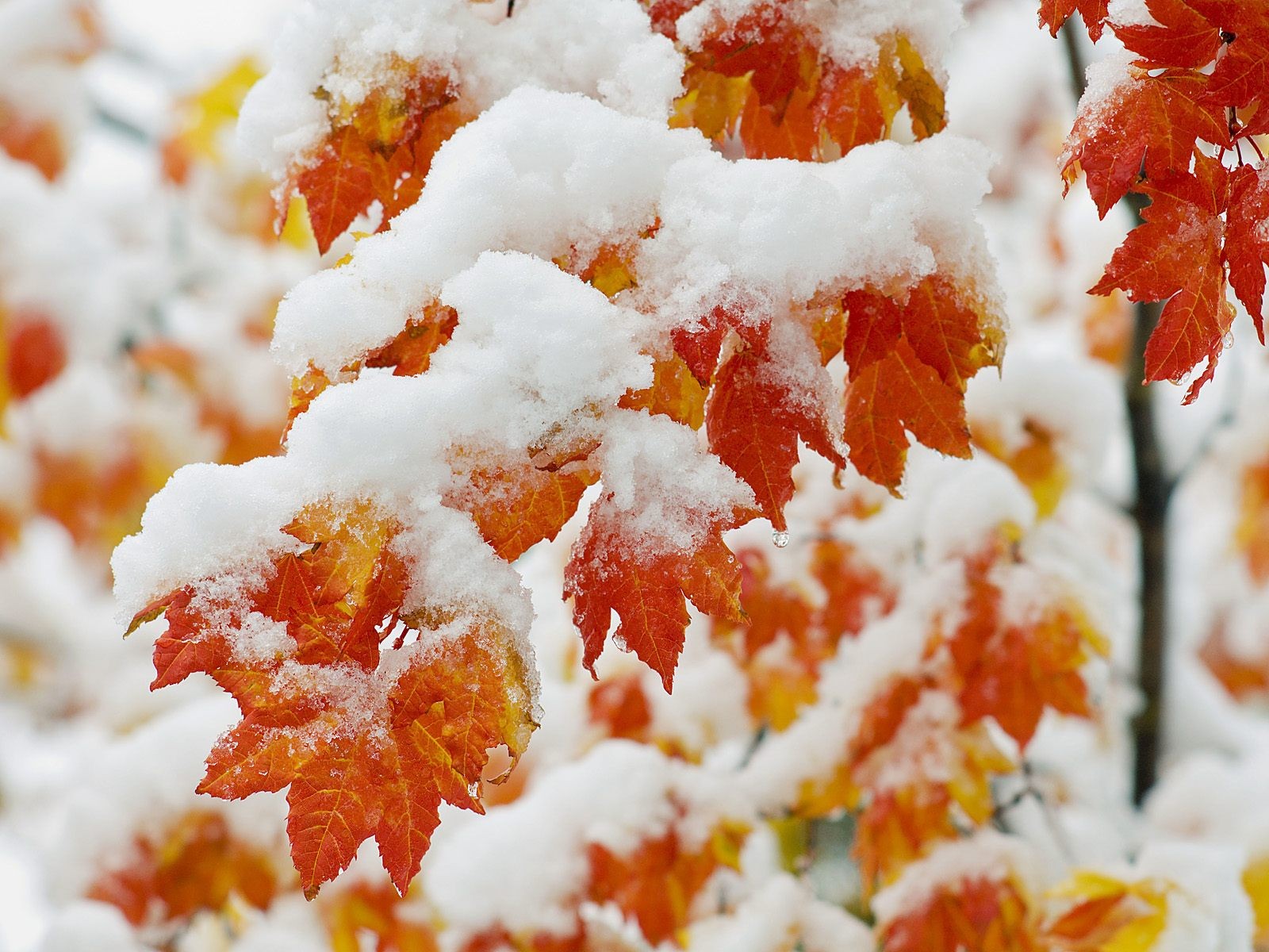 neige feuilles érable arbre givre