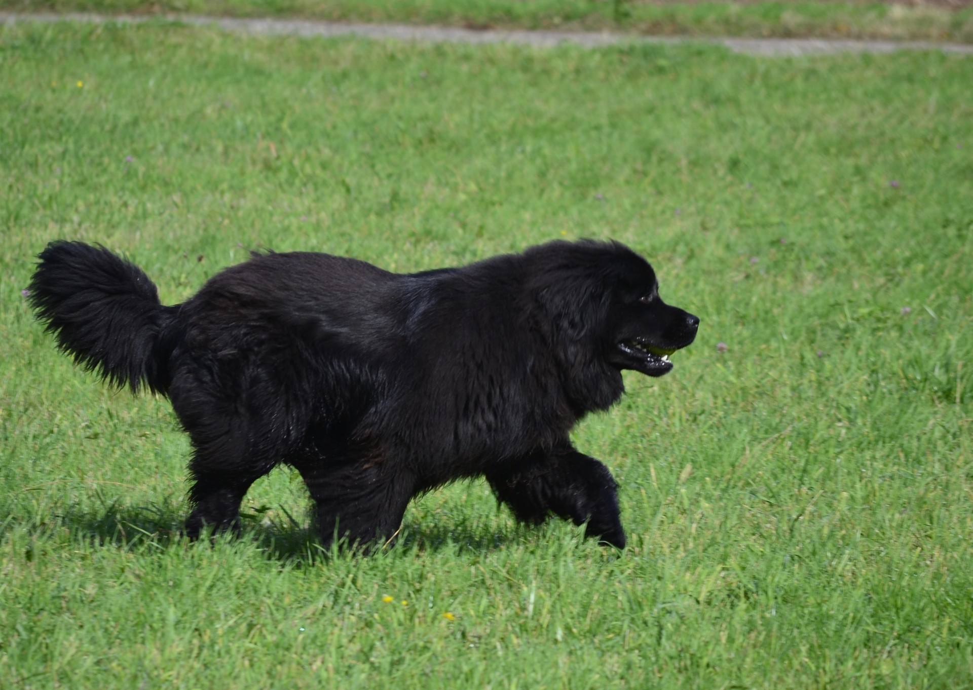 hund neufundland rasen