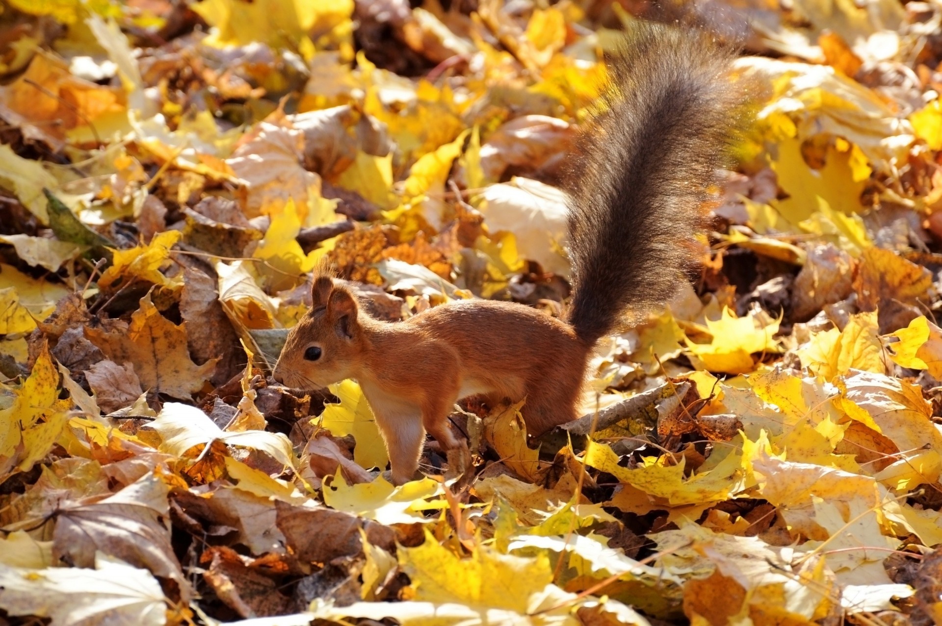 herbst blatt flauschiger schwanz husky rot