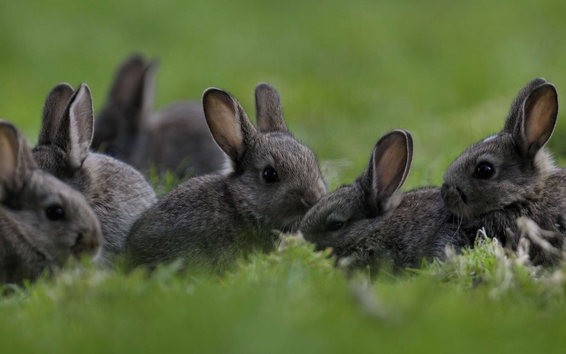 lapins herbe bébés