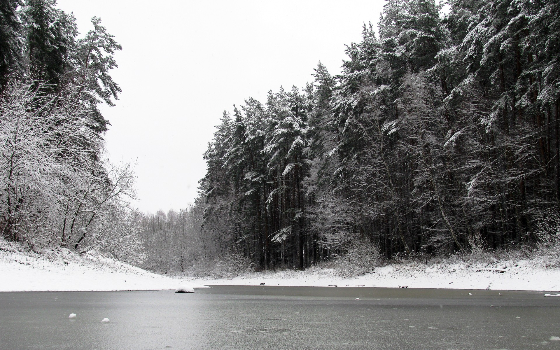 stagno inverno foresta natura neve pini