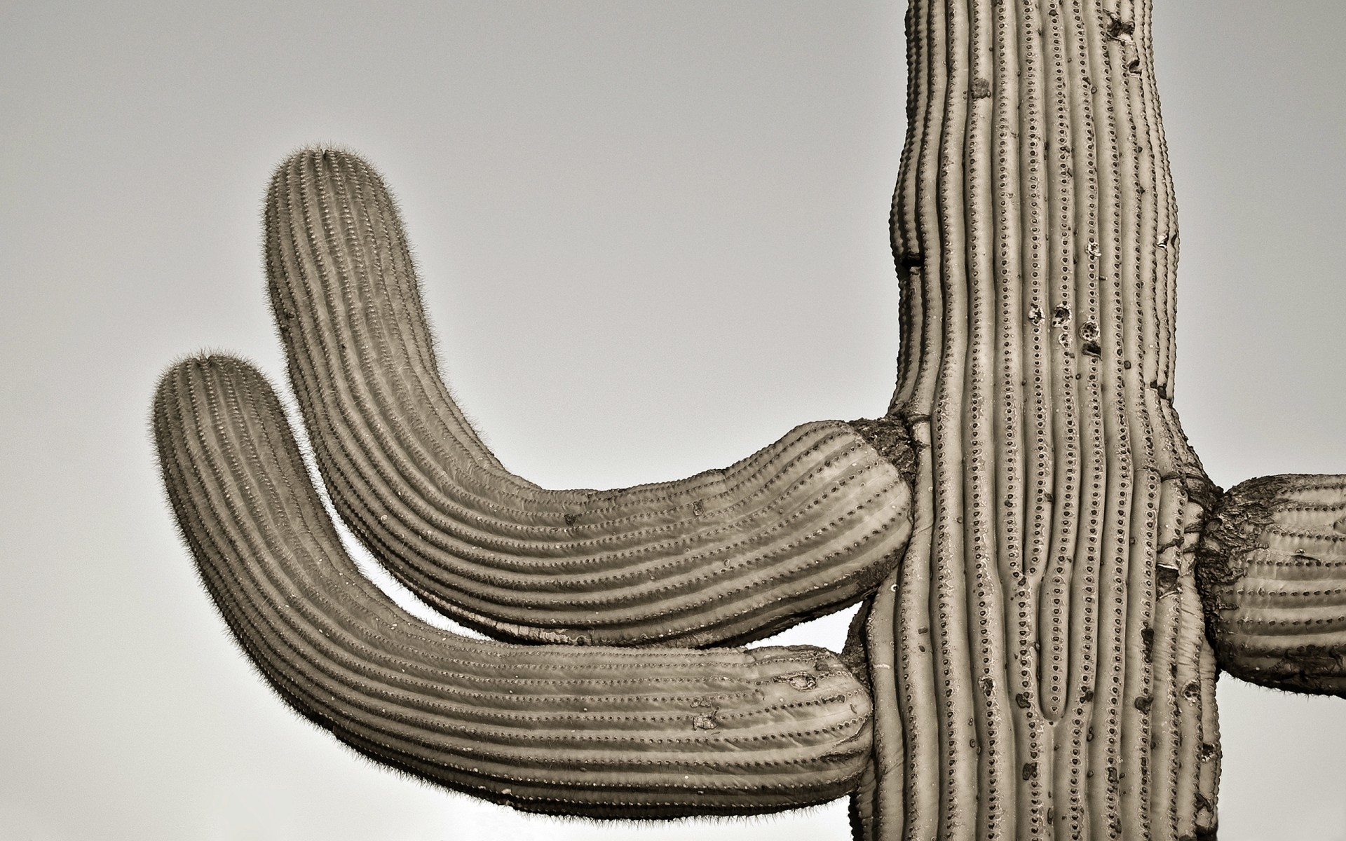 gatespasssaguaro cactus cielo