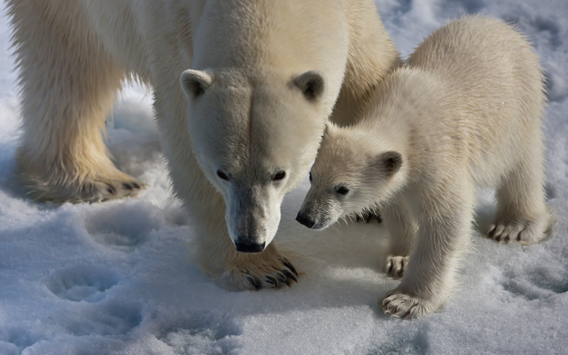 baby snow walk polar bear