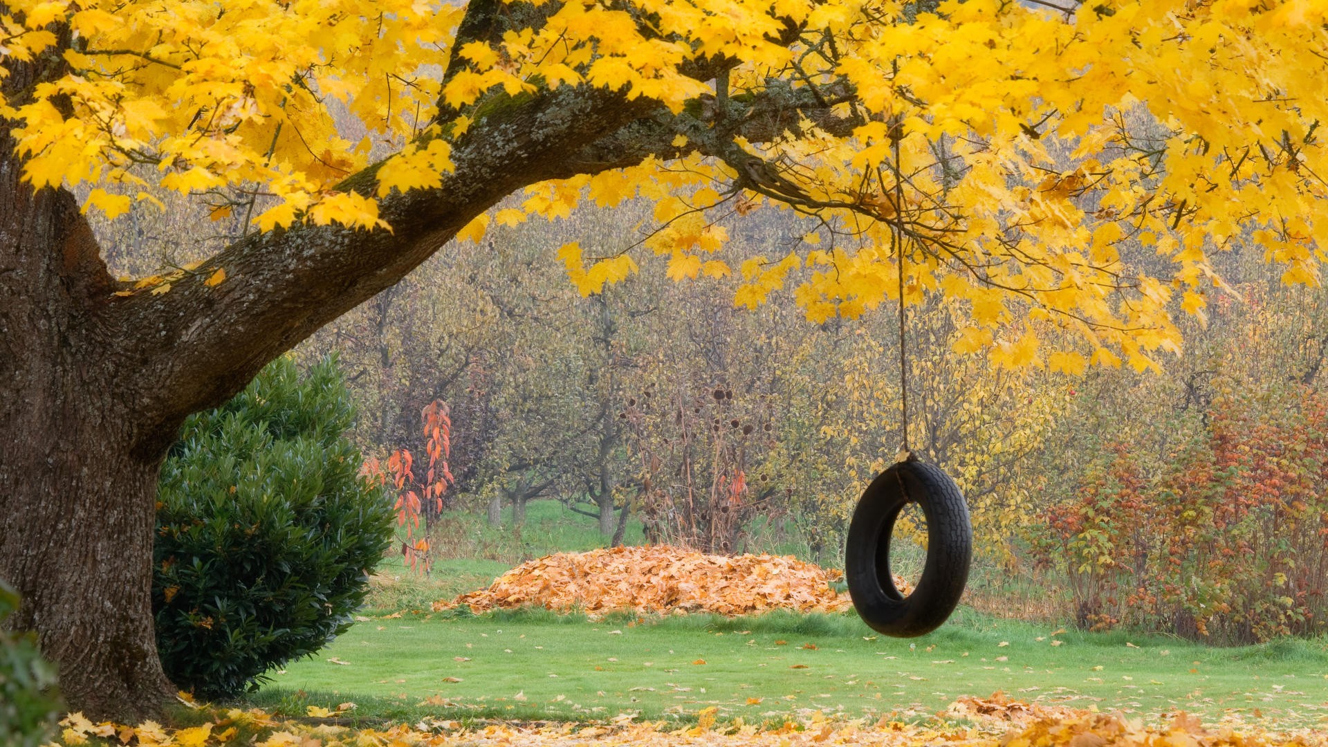 autunno ruota foglie