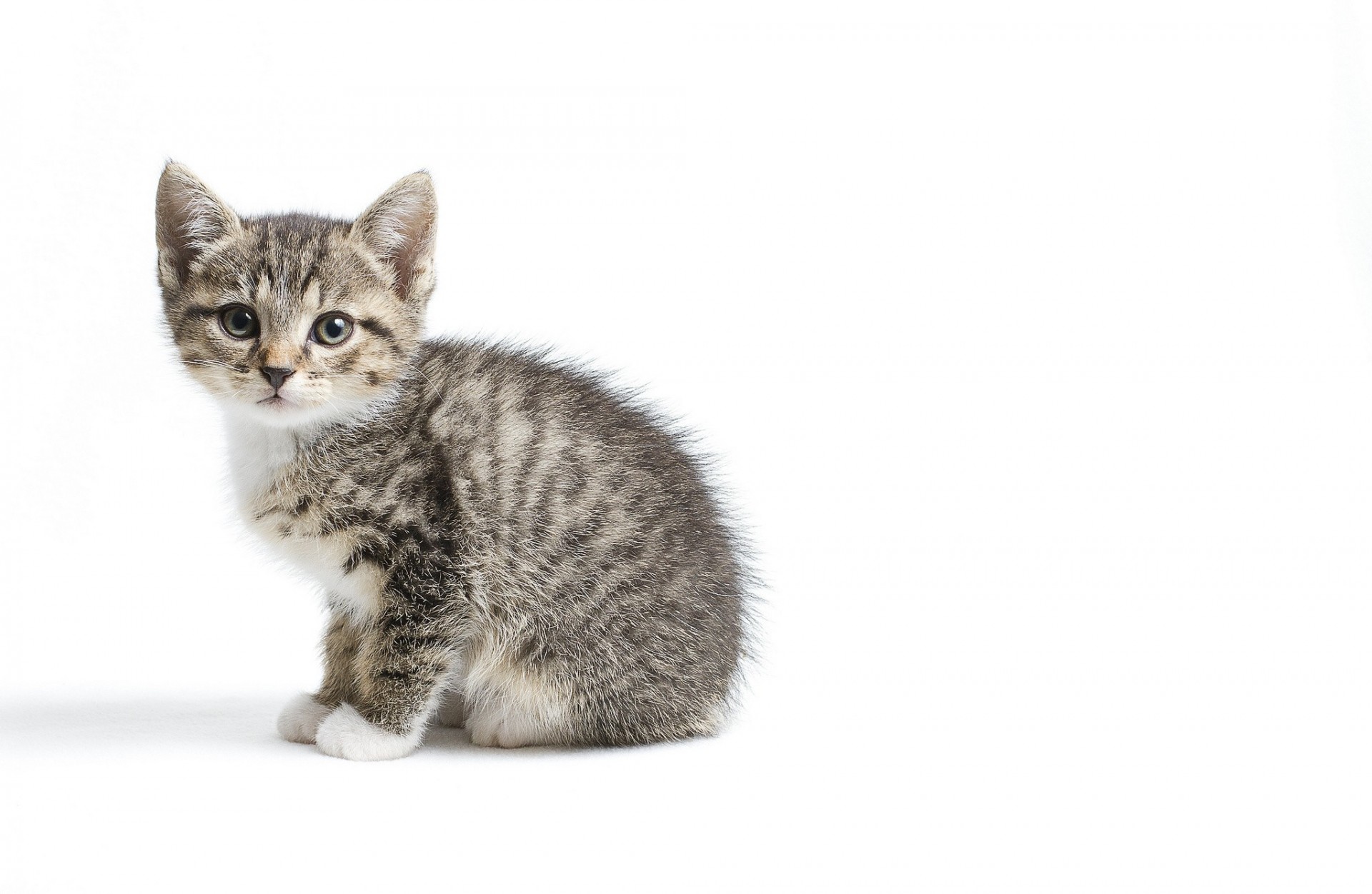 chat gris fond blanc enfant